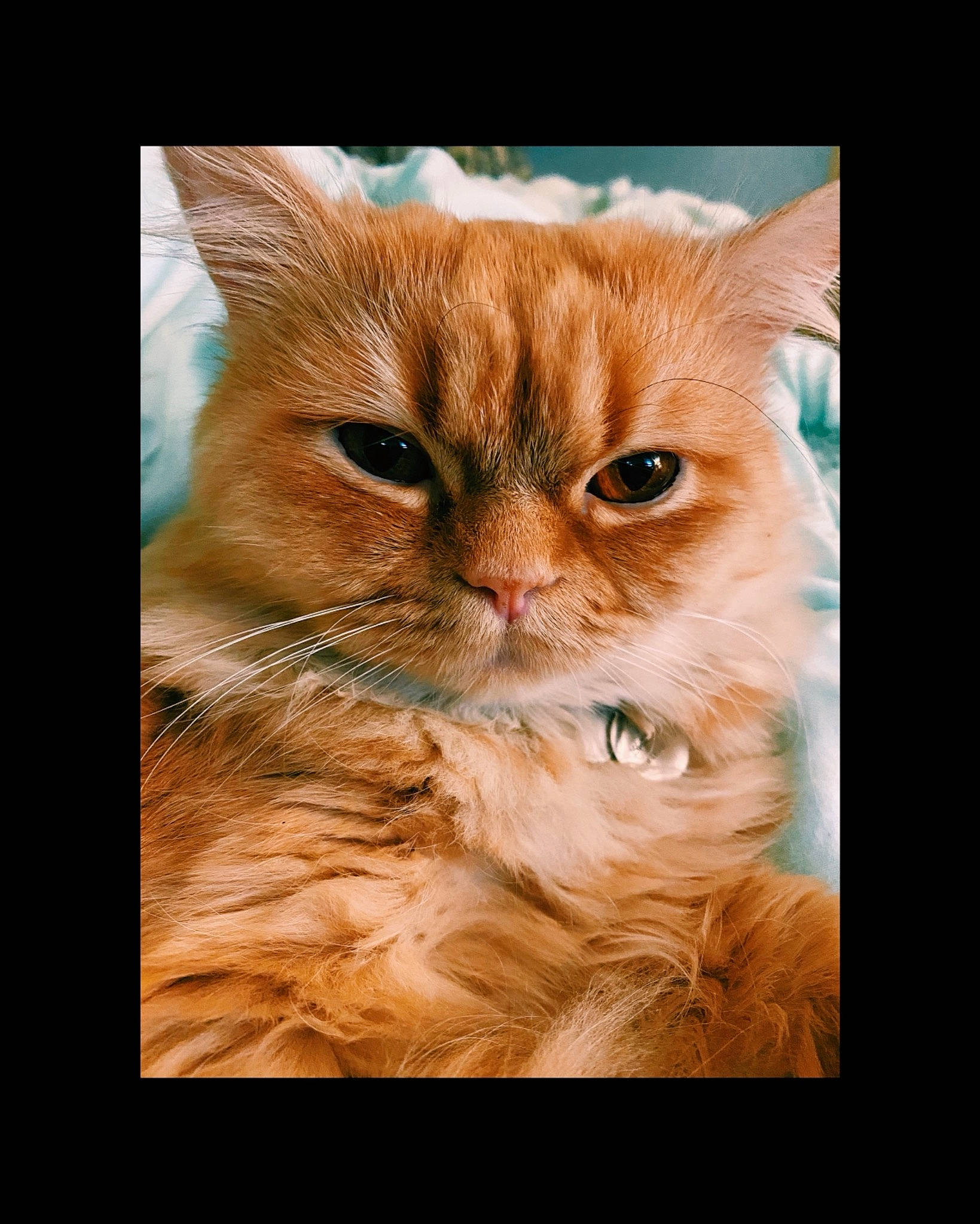 Ferguson joined the competition — help win amazing prizes! carnivore, cat, display_device, domestic_short_haired_cat, fawn, felidae, fur, paw, photo_caption, plant, rectangle, small_to_medium_sized_cats, whiskers, wildlife, window, wood