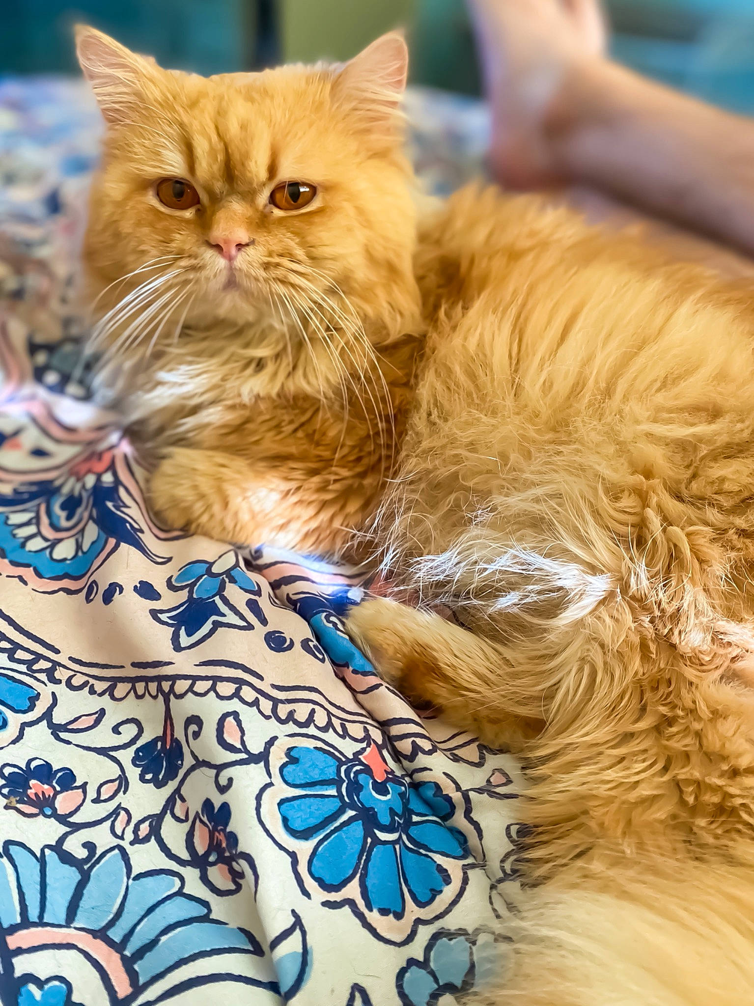 Ferguson joined the competition — help win amazing prizes! carnivore, cat, comfort, domestic_short_haired_cat, electric_blue, event, fawn, felidae, fur, pattern, persian, small_to_medium_sized_cats, terrestrial_animal, whiskers