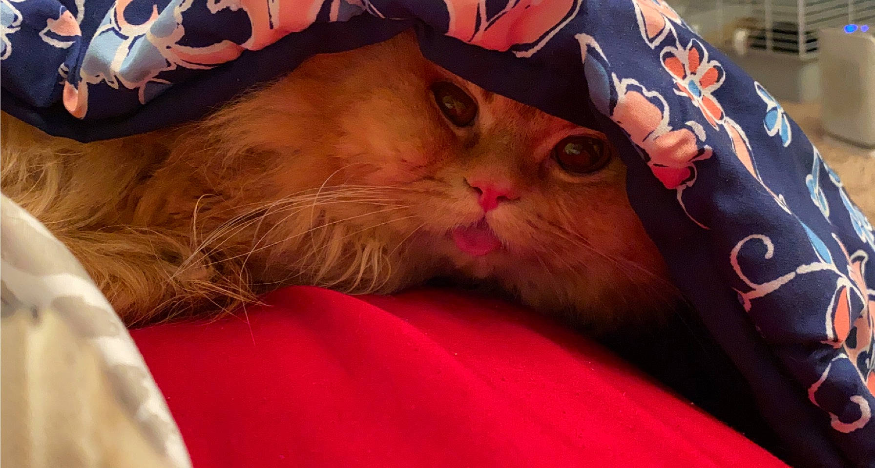 Ferguson is registered to the contest to win money with this photo: carnivore, cat, comfort, costume_hat, domestic_short_haired_cat, fashion_accessory, fawn, felidae, fur, gesture, hat, lap, paw, peach, pink, small_to_medium_sized_cats, snout, whiskers