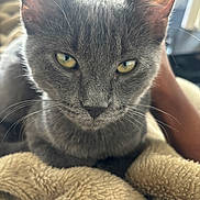 Nia participe au concours pour gagner de l'argent avec cette photo : cat, gray_cat, feline, pet, animal, portrait, closeup, face, eyes, ears, whiskers, fur, short_hair, green_eyes, serious, staring, blanket, cozy, indoor, photography