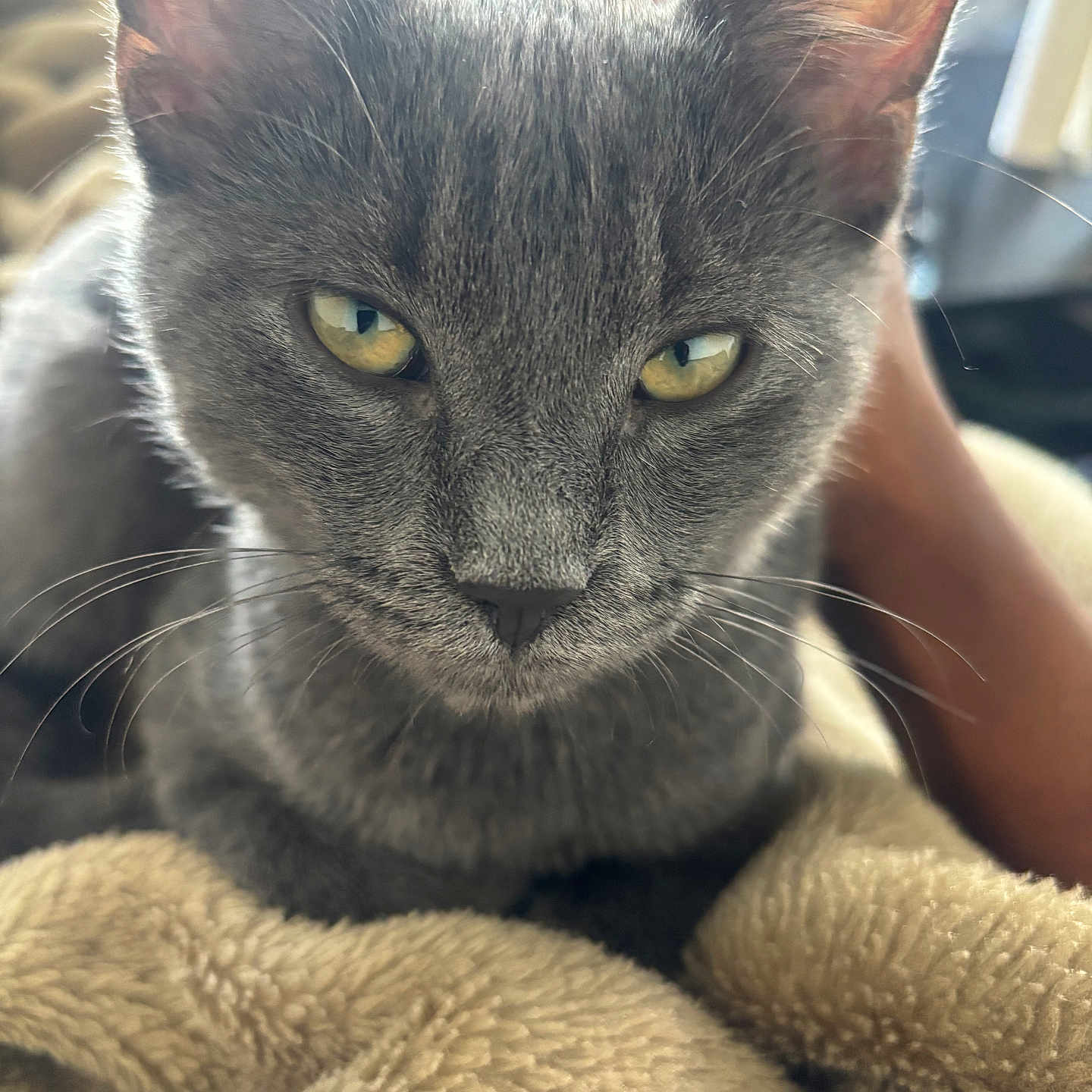 Nia participe au concours pour gagner de l'argent avec cette photo : cat, gray_cat, feline, pet, animal, portrait, closeup, face, eyes, ears, whiskers, fur, short_hair, green_eyes, serious, staring, blanket, cozy, indoor, photography