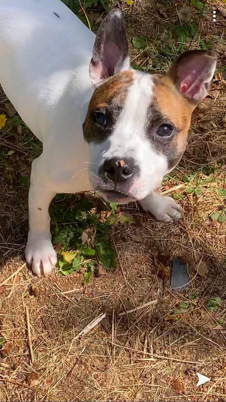 Blanka a rejoint le concours — aidez-le/la à gagner de superbes lots ! american_pit_bull_terrier, american_staffordshire_terrier, canidae, carnivore, catahoula_bulldog, dog, dog_breed, fawn, feist, grass, mammal, non_sporting_group, nose, pit_bull, snout, sporting_group, vertebrate