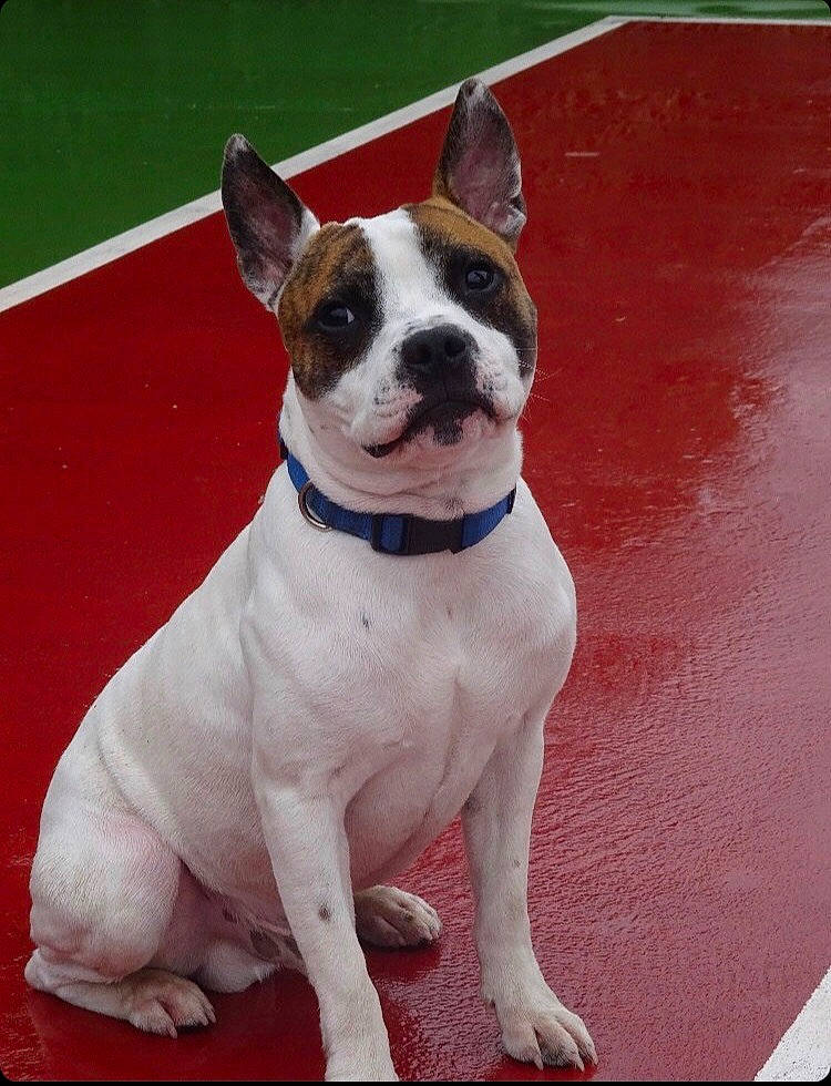 Blanka a rejoint le concours — aidez-le/la à gagner de superbes lots ! american_staffordshire_terrier, ancient_dog_breeds, bull_and_terrier, canidae, carnivore, companion_dog, dog, dog_breed, fawn, french_bulldog, mammal, non_sporting_group, rare_breed_dog, snout, sporting_group, tail, vertebrate