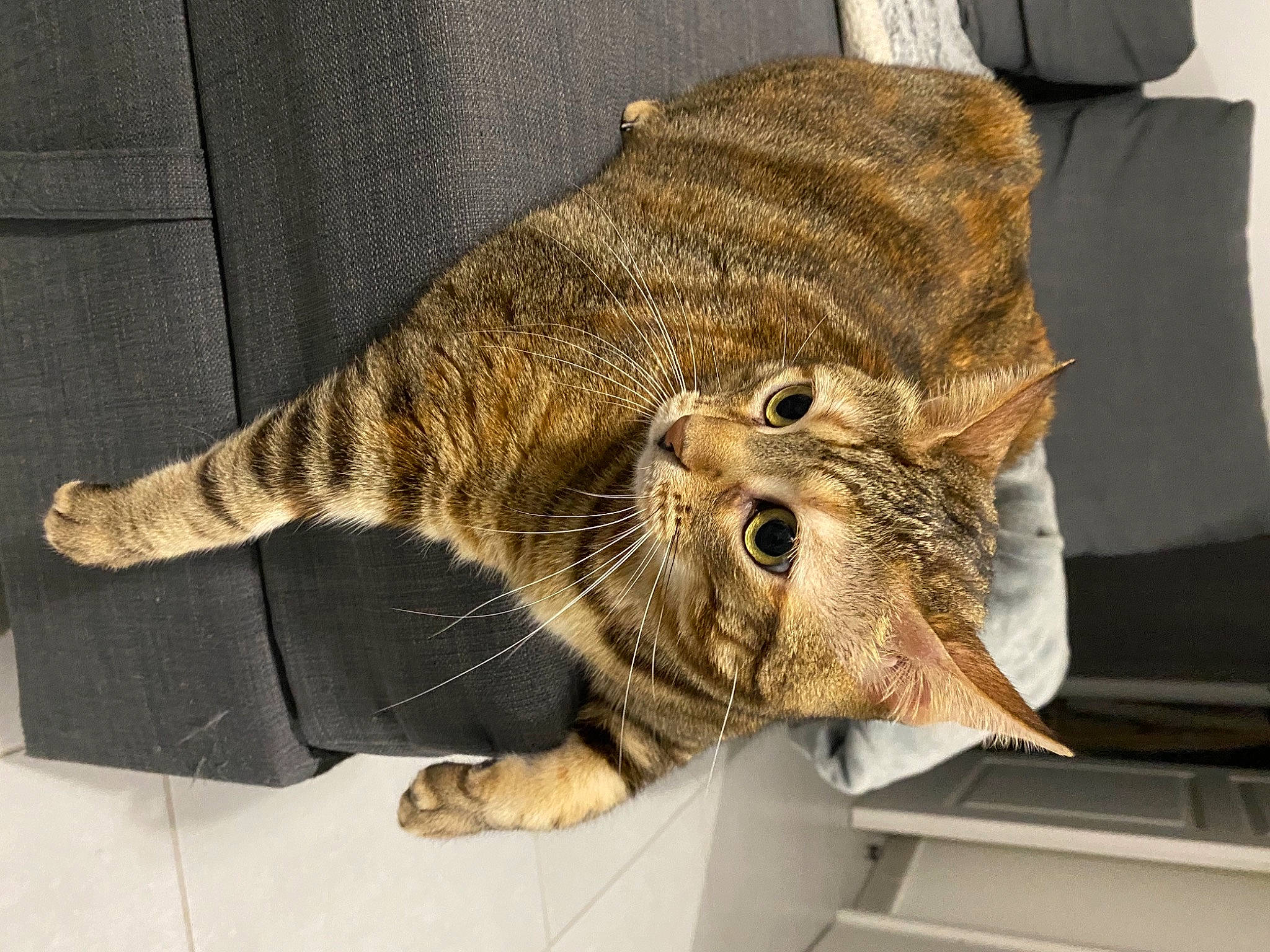 Nala a rejoint le concours — aidez-le/la à gagner de superbes lots ! carnivore, cat, claw, comfort, domestic_short_haired_cat, felidae, fur, paw, small_to_medium_sized_cats, snout, tail, terrestrial_animal, whiskers, wildlife