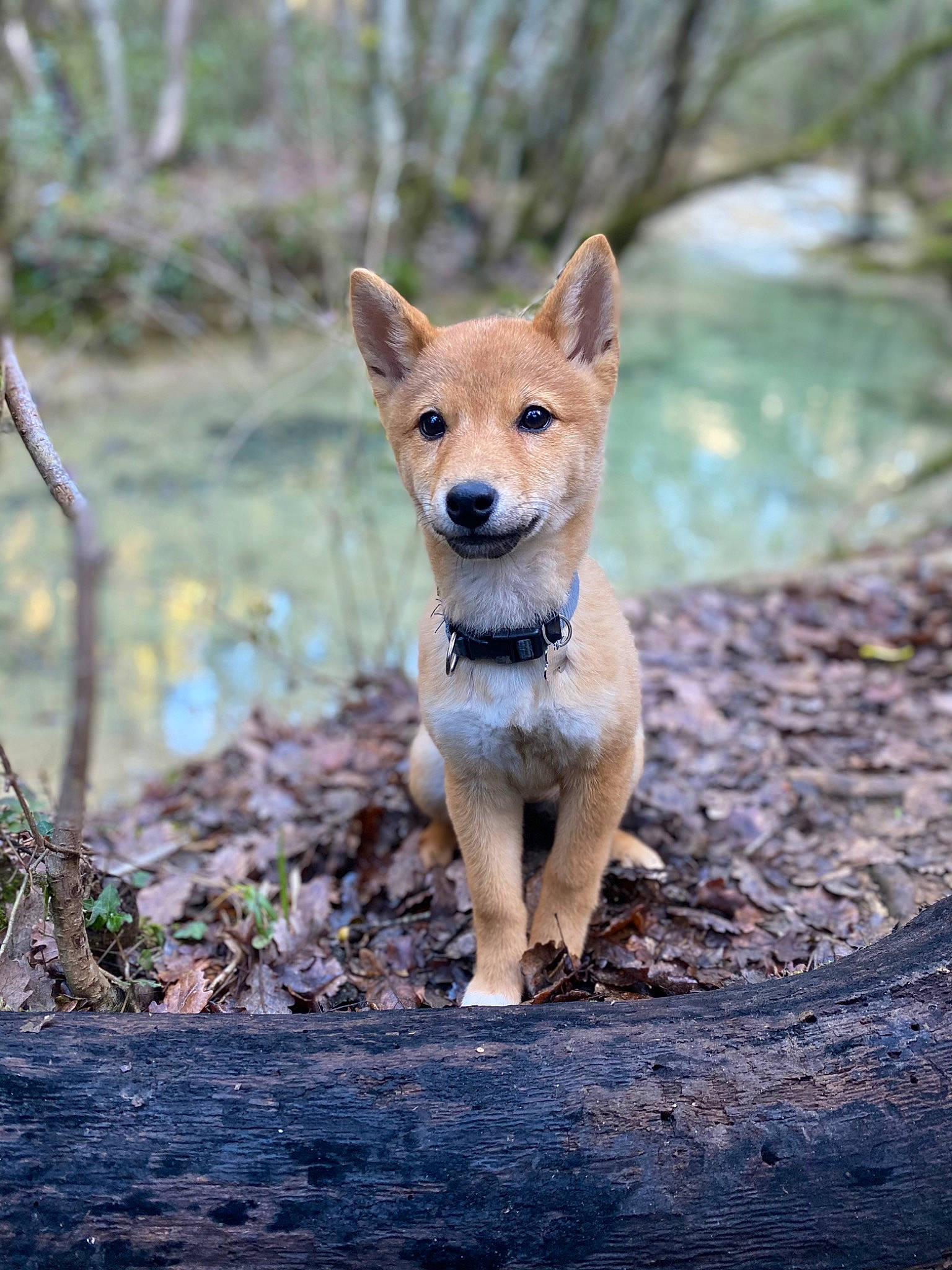 June participe au concours pour gagner de l'argent avec cette photo : ancient_dog_breeds, canidae, canis, carnivore, companion_dog, dog, dog_breed, fawn, forest, natural_landscape, soil, spitz, tail, terrestrial_animal, tree, wilderness, wildlife, wood, woodland, working_dog