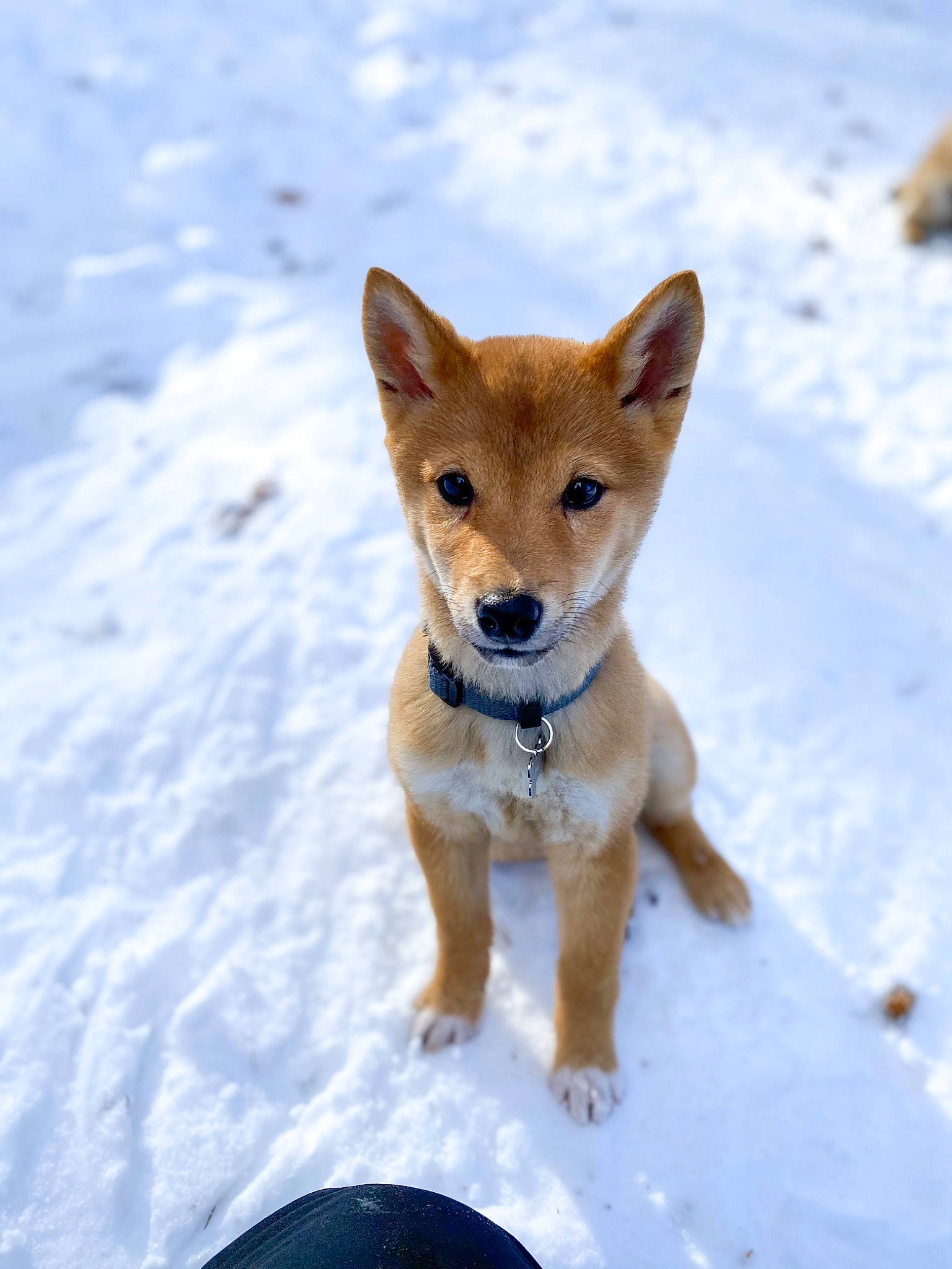 June participe au concours pour gagner de l'argent avec cette photo : ancient_dog_breeds, canidae, canis, carnivore, collar, companion_dog, dog, dog_breed, dog_supply, fawn, freezing, portuguese_podengo, snout, snow, spitz, sporting_group, tail, wildlife, winter, working_dog