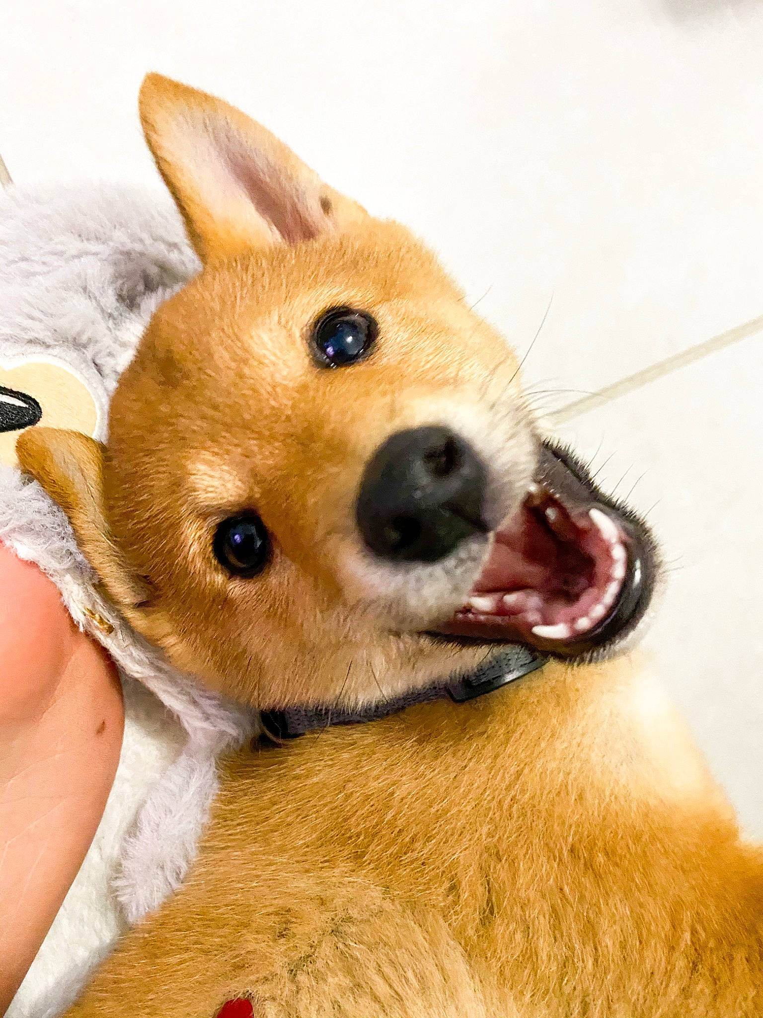 June a rejoint le concours — aidez-le/la à gagner de superbes lots ! ancient_dog_breeds, canidae, carnivore, companion_dog, dog, dog_breed, ear, eyelash, fawn, fur, non_sporting_group, photo_caption, puppy, snout, spitz, sporting_group, terrestrial_animal, whiskers, working_animal