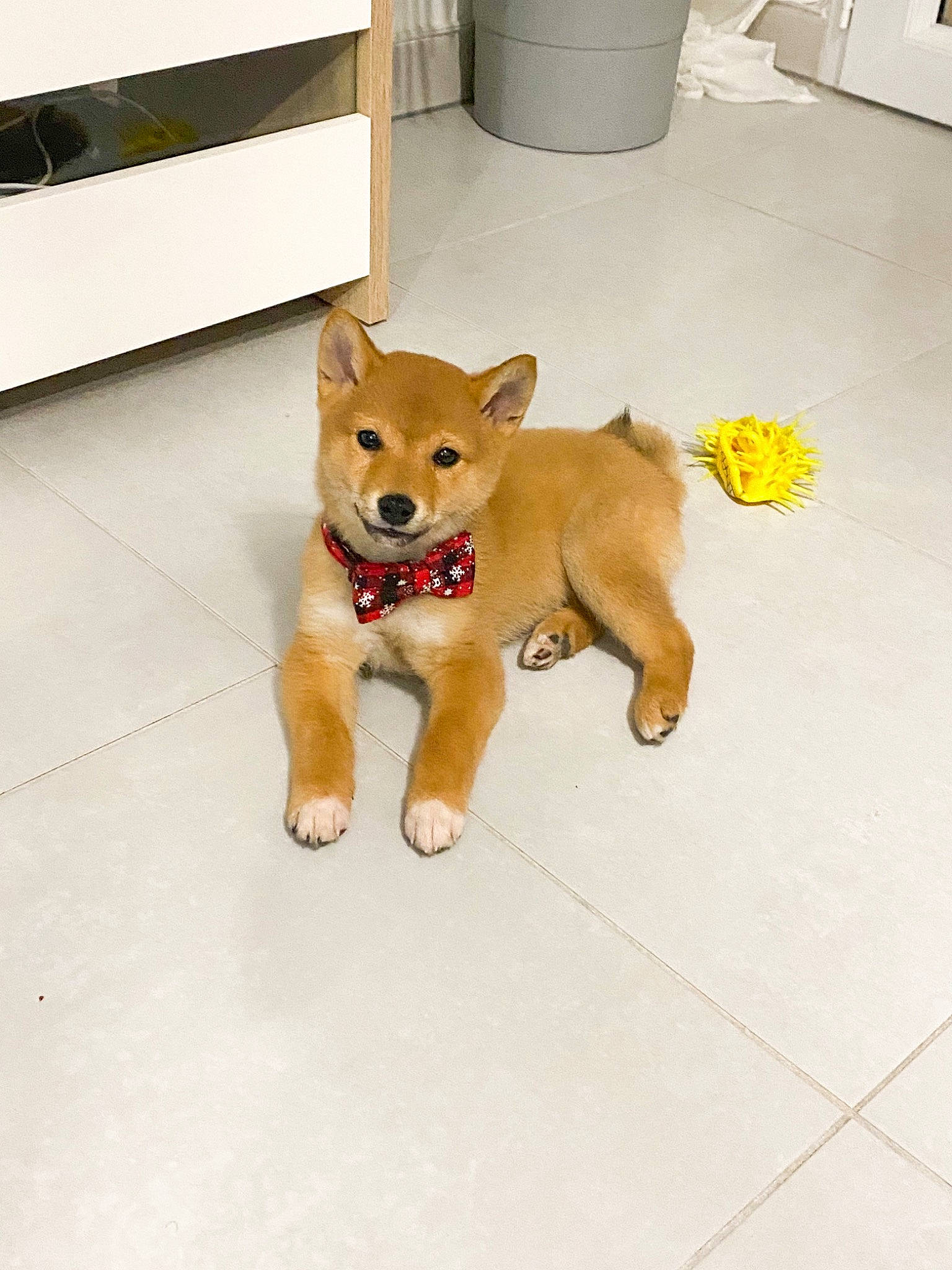 June participe au concours pour gagner de l'argent avec cette photo : canidae, carnivore, companion_dog, dog, dog_breed, dog_clothes, dog_supply, dog_toy, fawn, floor, flooring, paw, pet_supply, puppy, snout, spitz, sporting_group, tail, toy_dog, working_animal