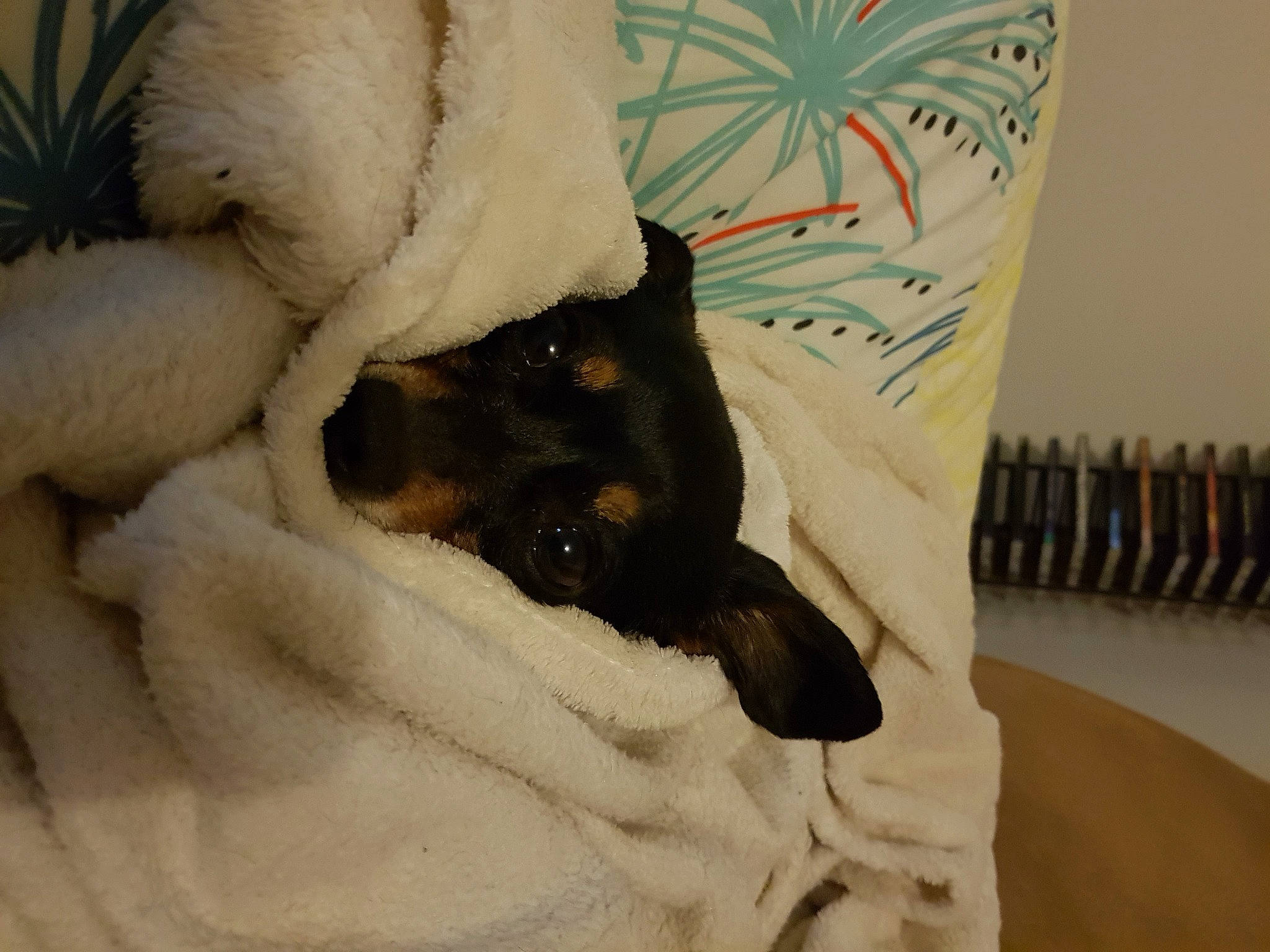 Nougatine participe au concours pour gagner de l'argent avec cette photo : bag, bedding, carnivore, comfort, companion_dog, dog_breed, duvet, fawn, felidae, fur, linens, paw, pillow, plush, sleeve, small_to_medium_sized_cats, snout, stuffed_toy, toy, whiskers