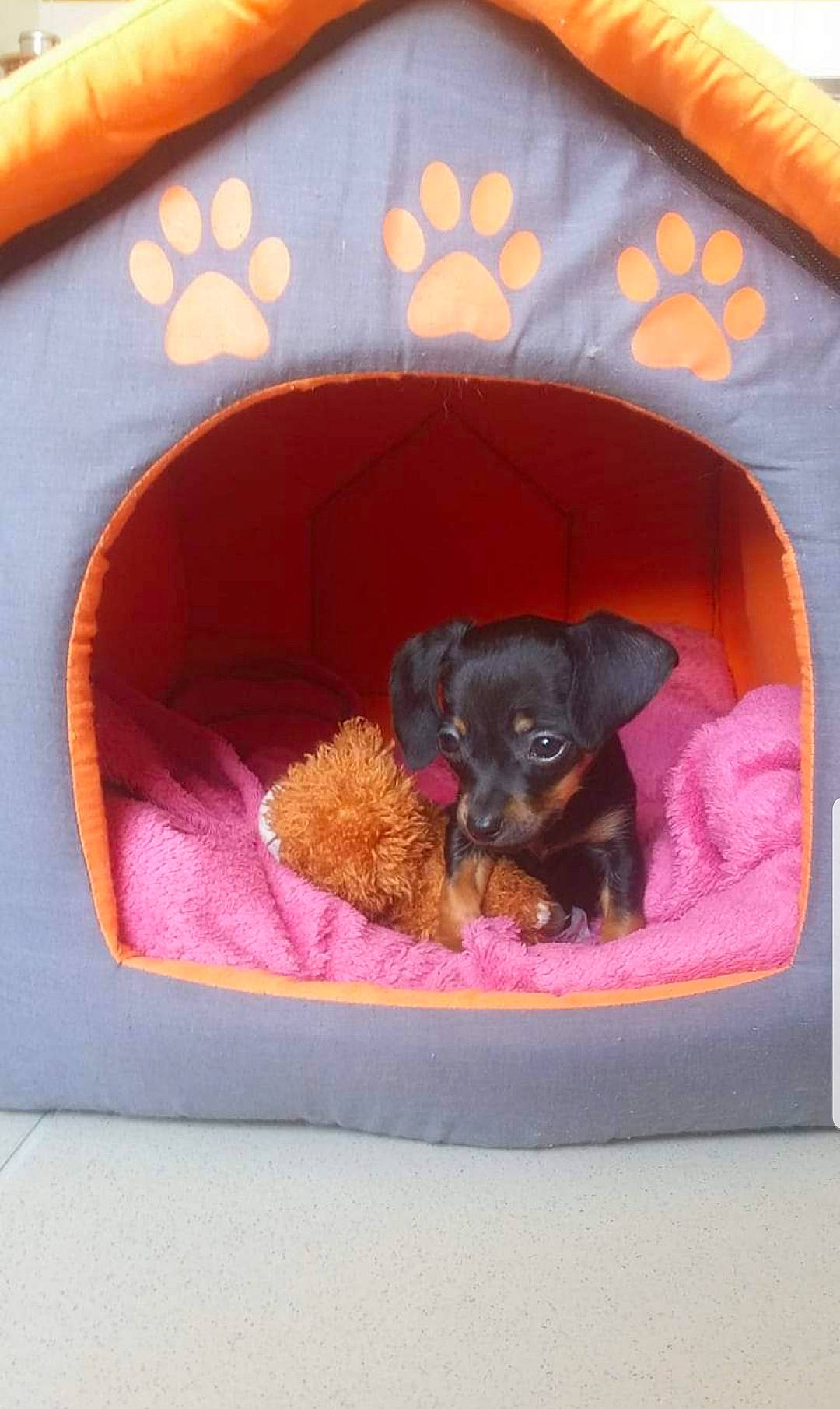 Nougatine participe au concours pour gagner de l'argent avec cette photo : canidae, carnivore, comfort, companion_dog, dog, dog_breed, dog_supply, fawn, felidae, guard_dog, liver, magenta, pet_supply, pink, pinscher, purple, rectangle, sporting_group, toy_dog, working_animal