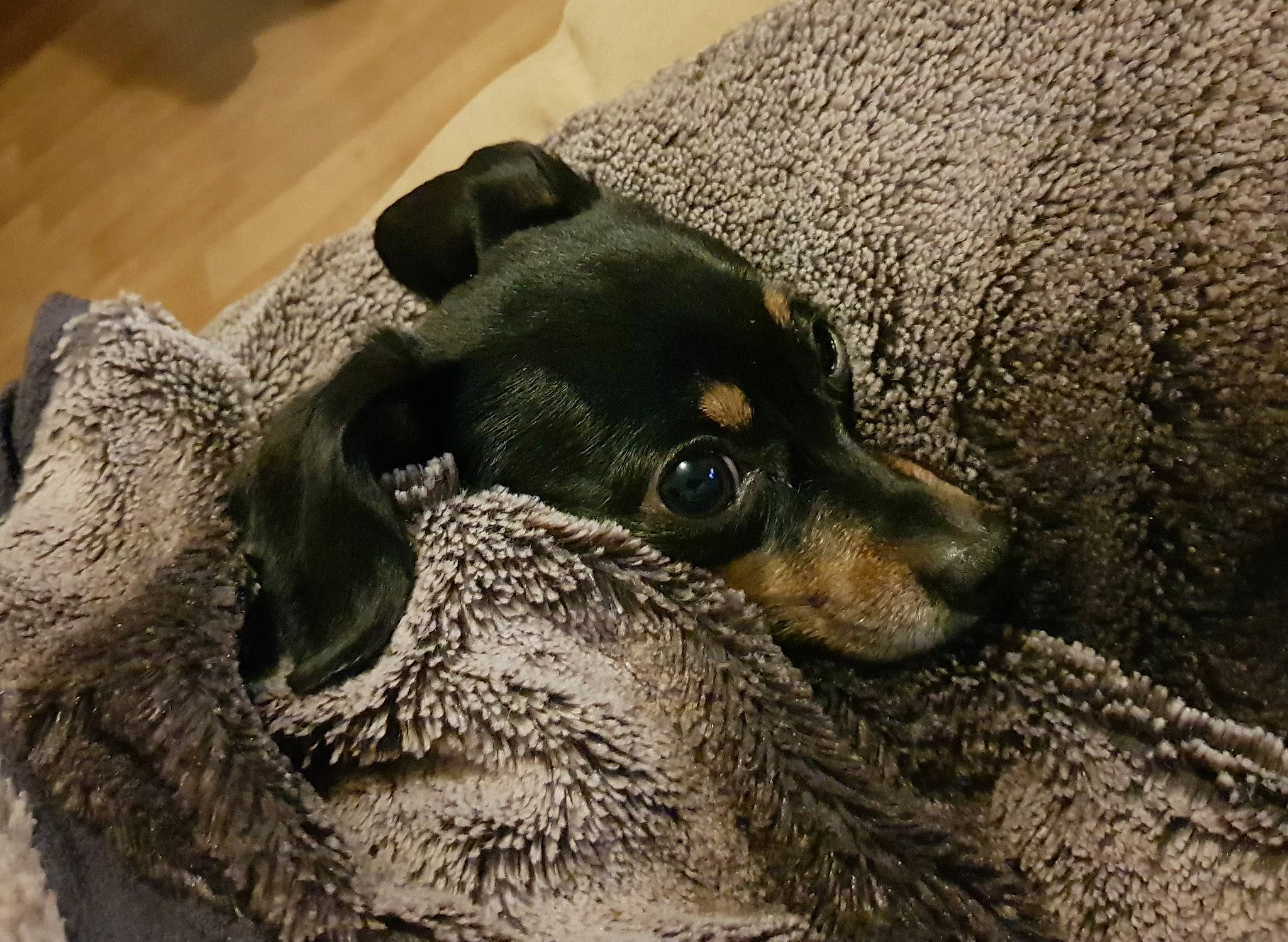 Nougatine a rejoint le concours — aidez-le/la à gagner de superbes lots ! canidae, carnivore, chihuahua, comfort, companion_dog, dog, dog_breed, fur, paw, snout, sporting_group, terrestrial_animal, toy_dog, whiskers, wood, working_animal