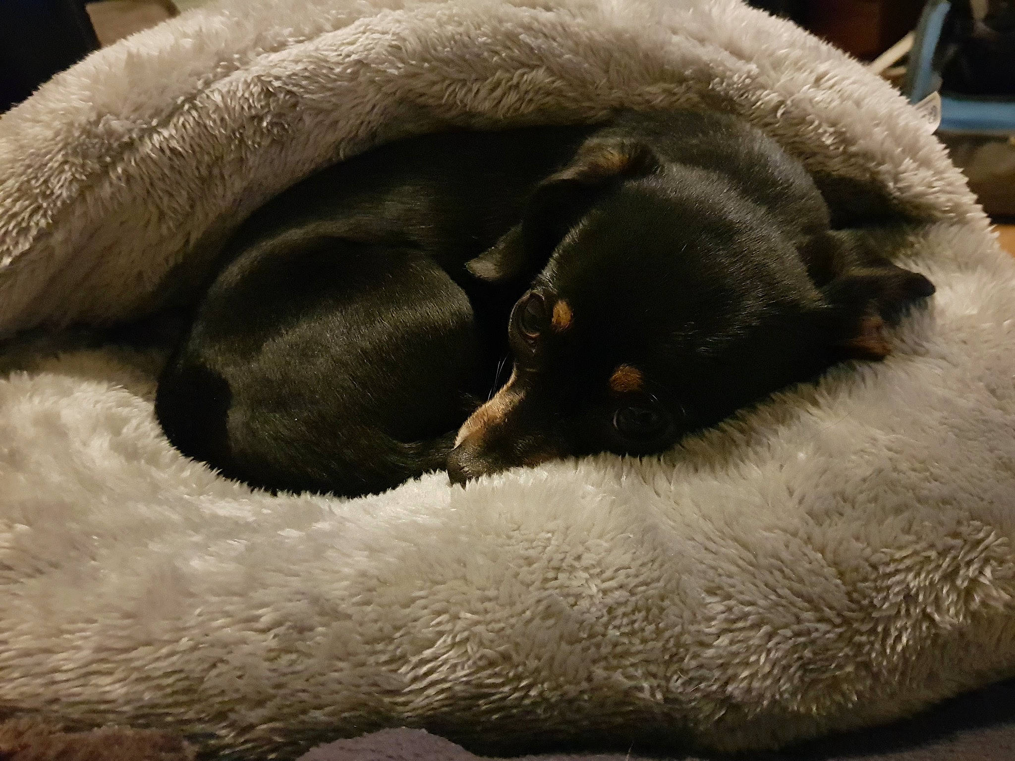 Nougatine a rejoint le concours — aidez-le/la à gagner de superbes lots ! carnivore, comfort, dog_breed, fawn, fur, grey, linens, nap, natural_material, sleep, snout, sporting_group, terrestrial_animal, working_animal