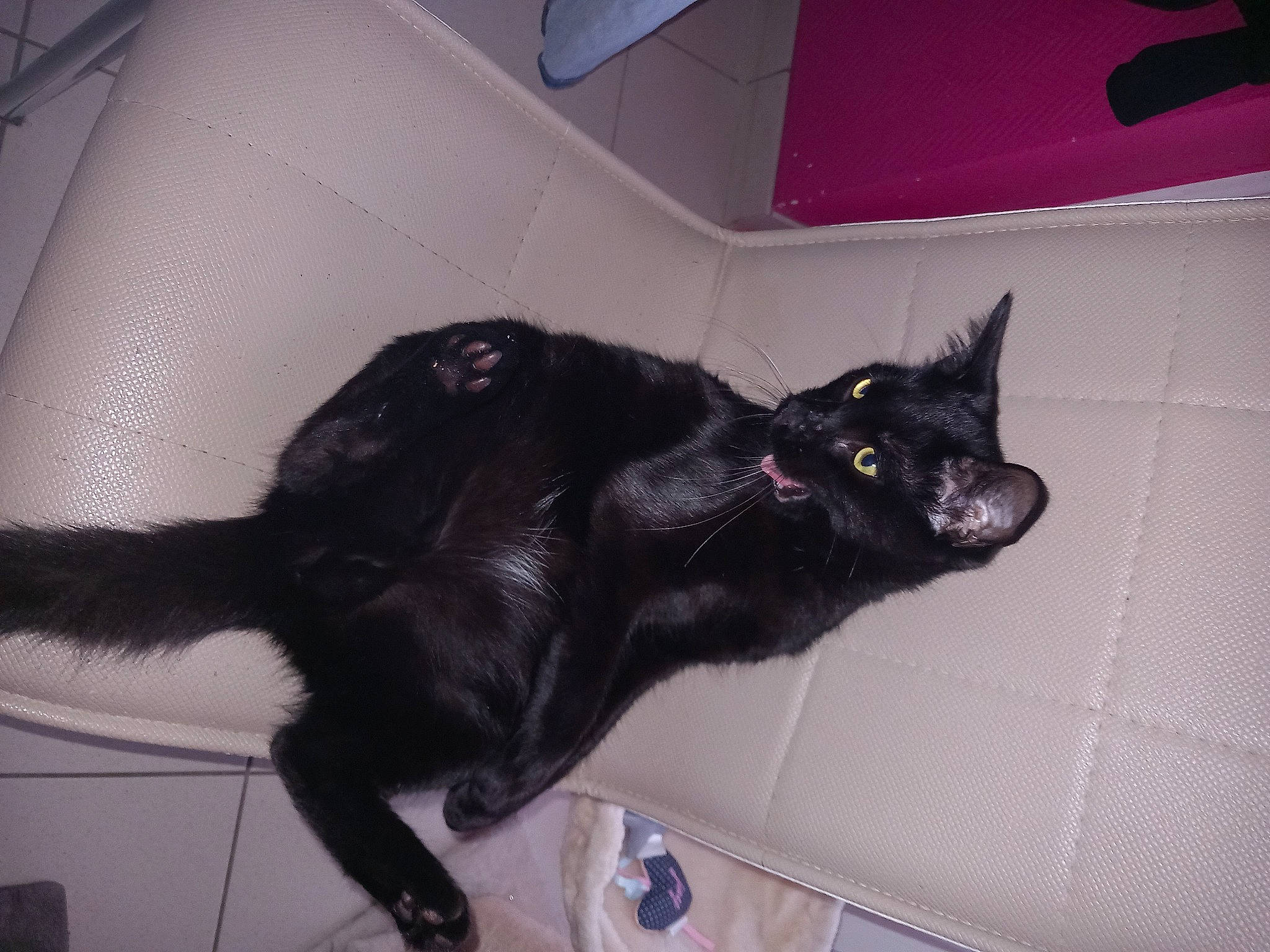 Lucky a rejoint le concours — aidez-le/la à gagner de superbes lots ! black_cat, bombay, canidae, carnivore, cat, claw, comfort, domestic_short_haired_cat, felidae, flooring, fur, grey, paw, room, small_to_medium_sized_cats, snout, tail, terrestrial_animal, whiskers