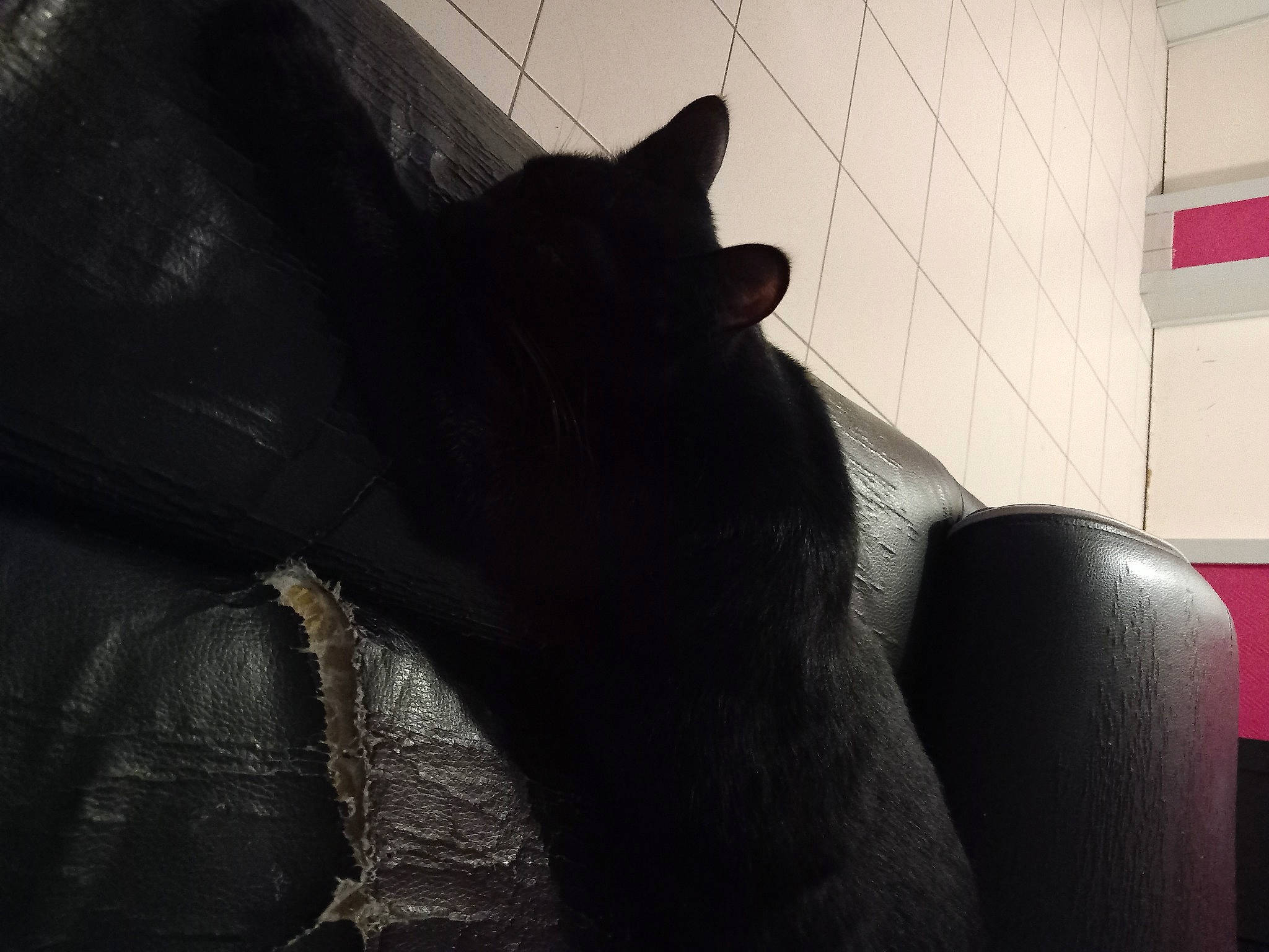 Lucky participe au concours pour gagner de l'argent avec cette photo : black_cat, bombay, carmine, carnivore, cat, comfort, domestic_short_haired_cat, felidae, flooring, foot, fur, human_leg, shadow, sitting, small_to_medium_sized_cats, snout, tail, terrestrial_animal, tints_and_shades, whiskers