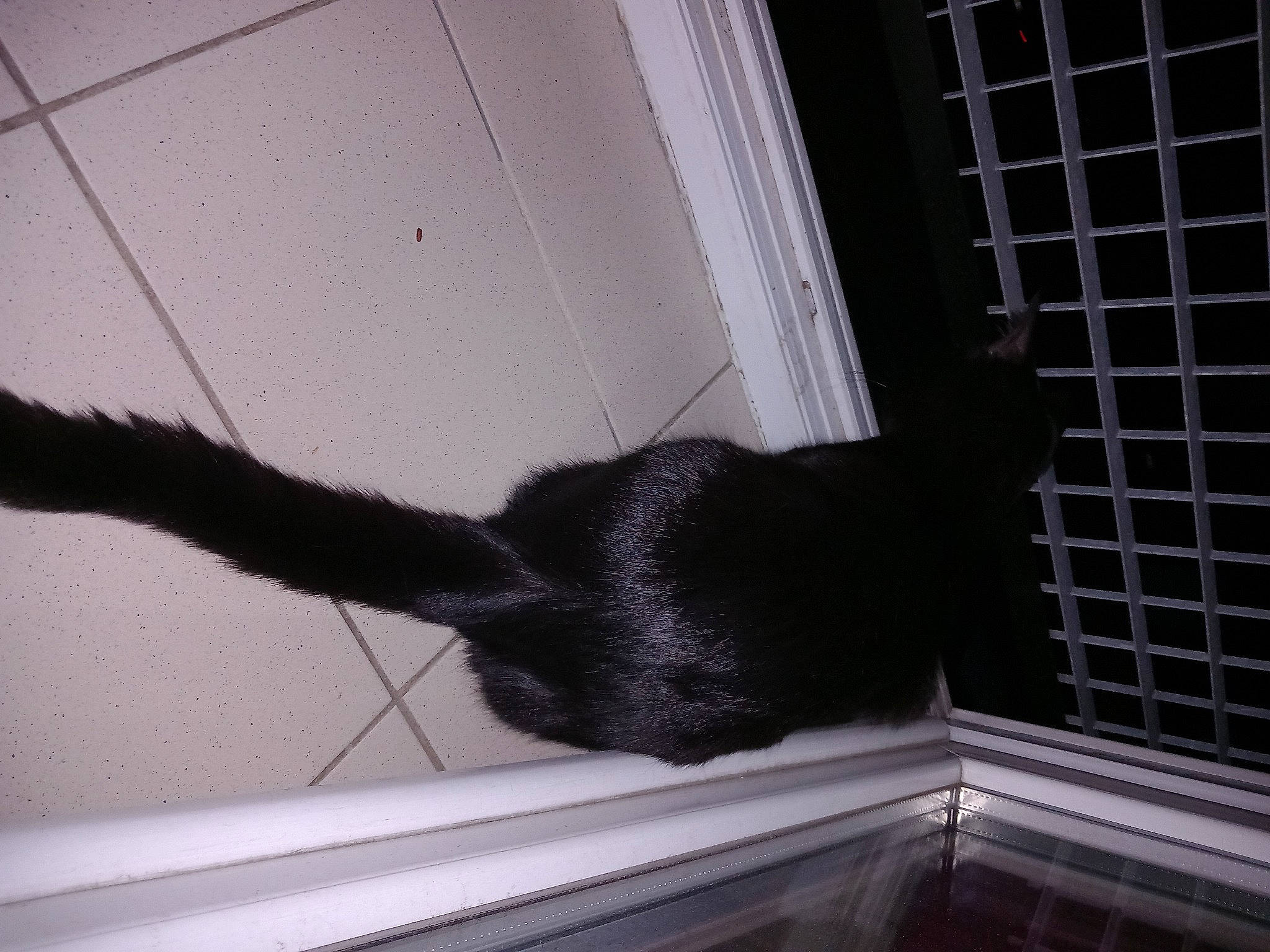Lucky participe au concours pour gagner de l'argent avec cette photo : bombay, carnivore, cat, domestic_short_haired_cat, felidae, fixture, fur, shadow, small_to_medium_sized_cats, tail, terrestrial_animal, tints_and_shades, whiskers, window, windshield, wire