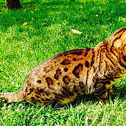 Faraon participe au concours pour gagner de l'argent avec cette photo :