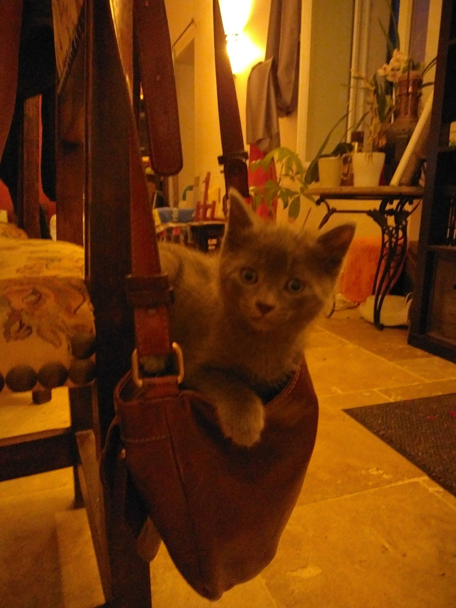 Bouba participe au concours pour gagner de l'argent avec cette photo : art, carnivore, cat, chair, comfort, curtain, domestic_short_haired_cat, fawn, felidae, flooring, fur, grey, picture_frame, room, sitting, small_to_medium_sized_cats, snout, tail, whiskers, wood