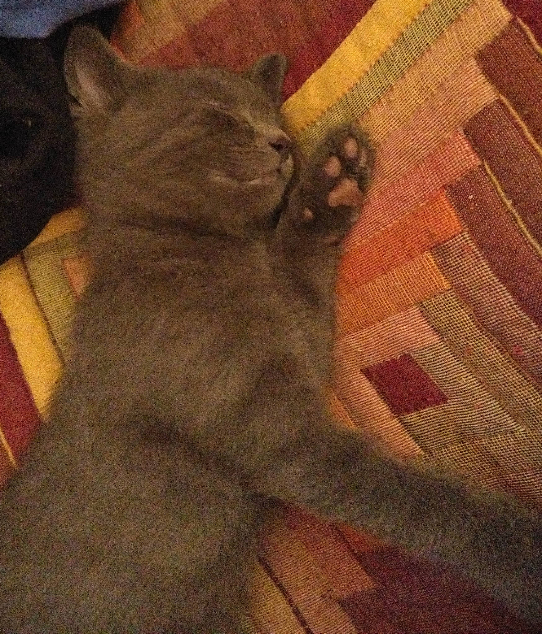 Bouba a rejoint le concours — aidez-le/la à gagner de superbes lots ! black_cat, carnivore, cat, comfort, domestic_short_haired_cat, felidae, fur, grey, hardwood, pattern, paw, plaid, sleeve, small_to_medium_sized_cats, snout, tail, tartan, tints_and_shades, whiskers, wood