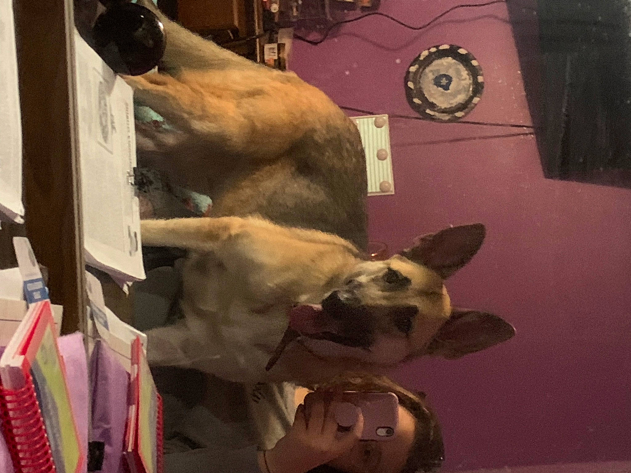 Nala joined the competition — help win amazing prizes! art, canidae, companion_dog, dog_breed, fawn, felidae, flesh, fur, metal, non_sporting_group, room, space, sporting_group, tail, tourist_attraction, toy, visual_arts, whiskers, working_animal