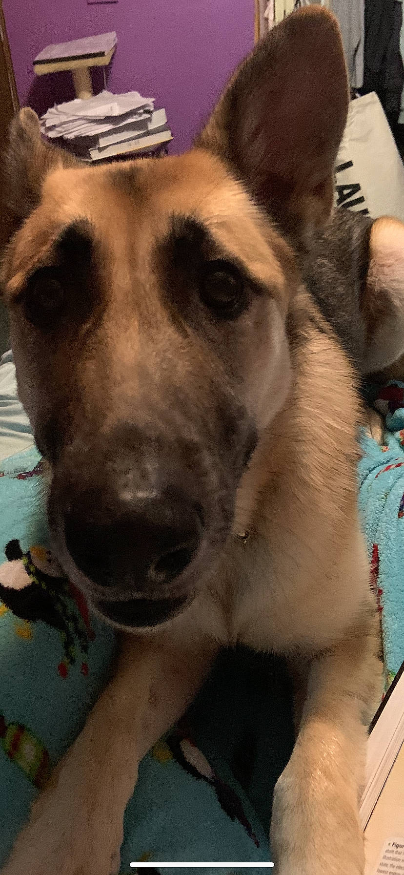 Nala joined the competition — help win amazing prizes! canidae, carnivore, collar, companion_dog, dog, dog_breed, dog_collar, ear, east_european_shepherd, fawn, fur, german_shepherd_dog, giant_dog_breed, herding_dog, jaw, old_german_shepherd_dog, snout, sporting_group, whiskers, working_animal