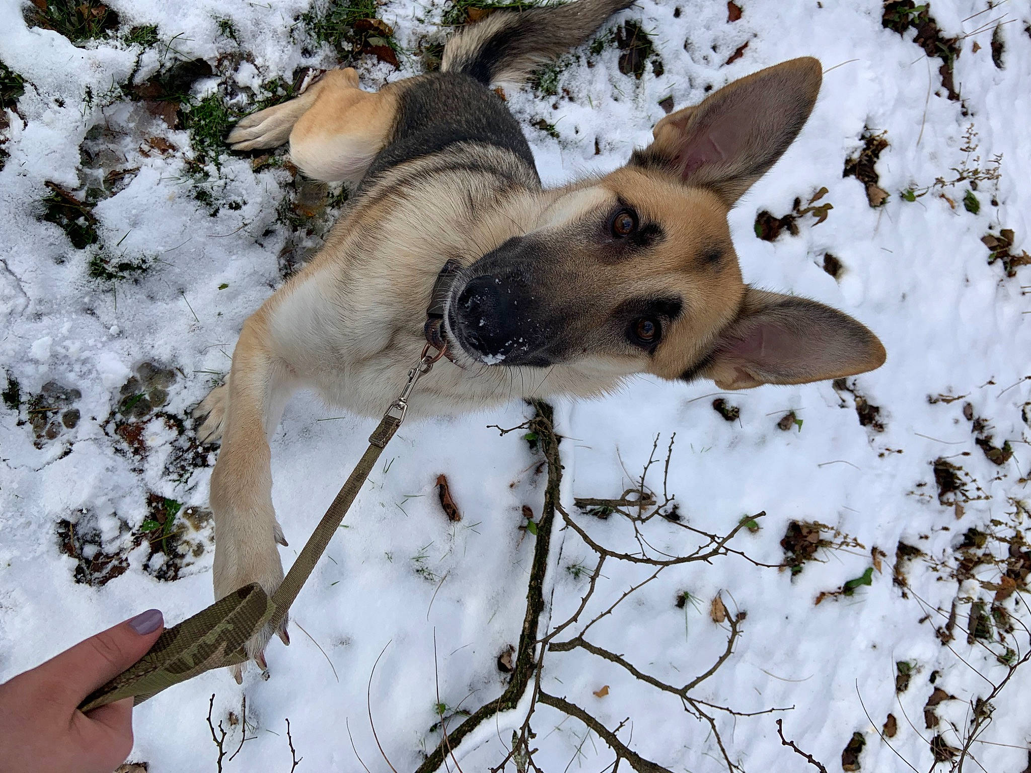 Nala is registered to the contest to win money with this photo: canidae, carnivore, dog, dog_breed, fawn, freezing, fur, mammal, paw, plant, snout, snow, tail, terrestrial_animal, tree, twig, vertebrate, whiskers, wildlife, winter