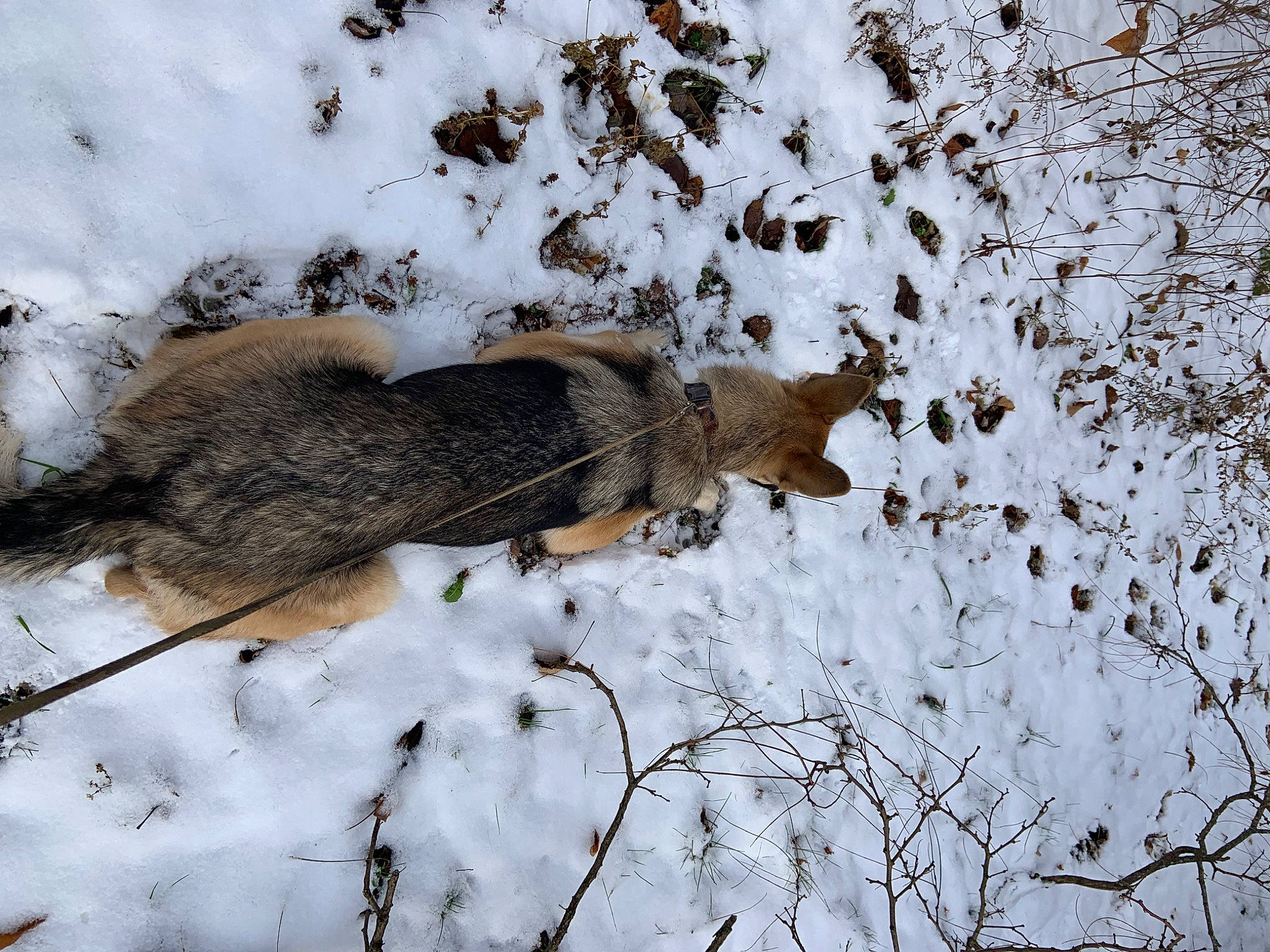 Nala is registered to the contest to win money with this photo: beak, bird_of_prey, fox_squirrel, freezing, fur, grey_squirrel, ground_squirrels, hare, plant, rodent, snout, snow, squirrel, tail, terrestrial_animal, tree, trunk, twig, winter, wood