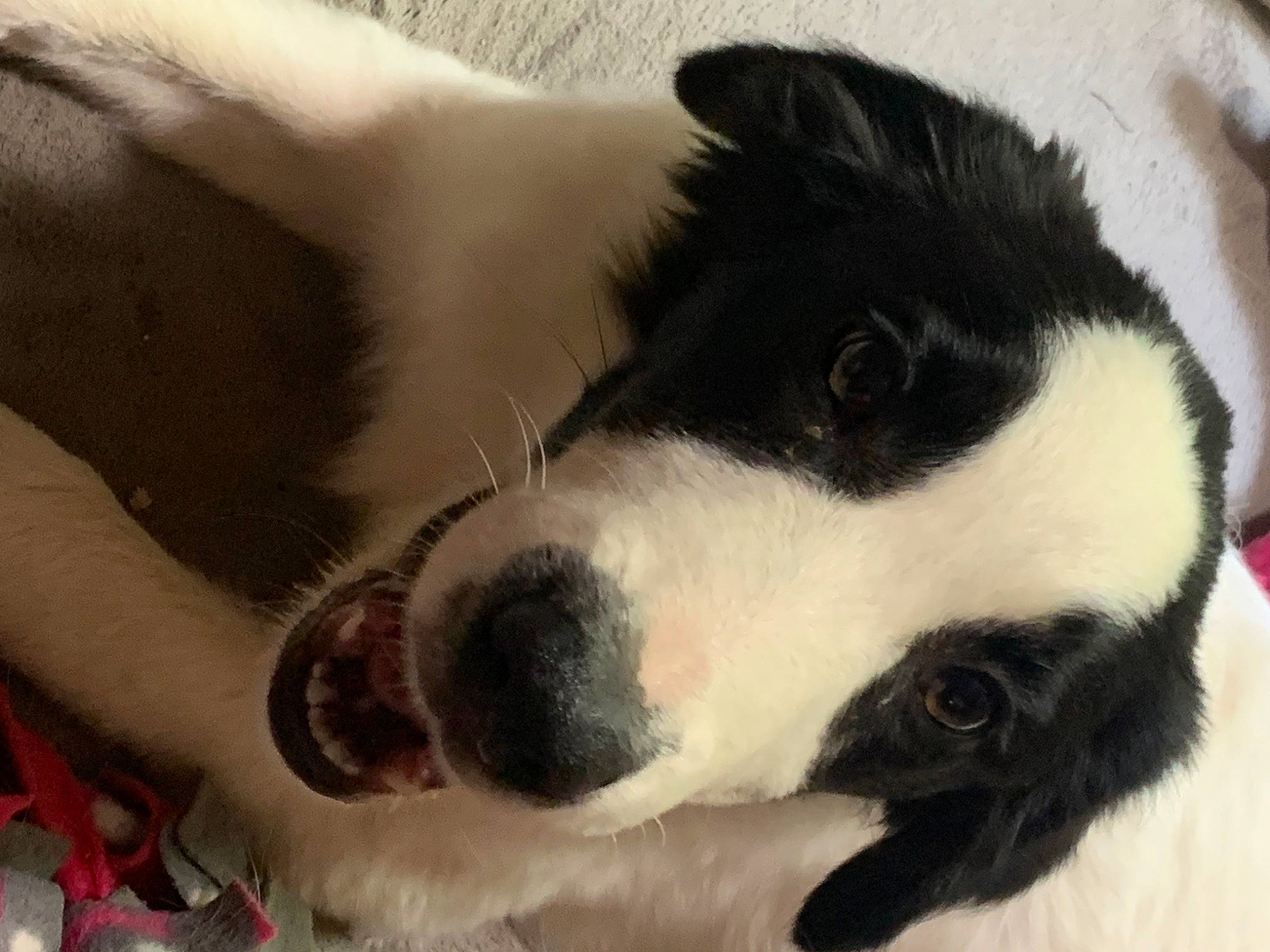 Spark joined the competition — help win amazing prizes! bored, canidae, carnivore, collar, comfort, companion_dog, dog, dog_breed, foot, fur, non_sporting_group, paw, snout, sporting_group, terrestrial_animal, whiskers, working_animal, working_dog