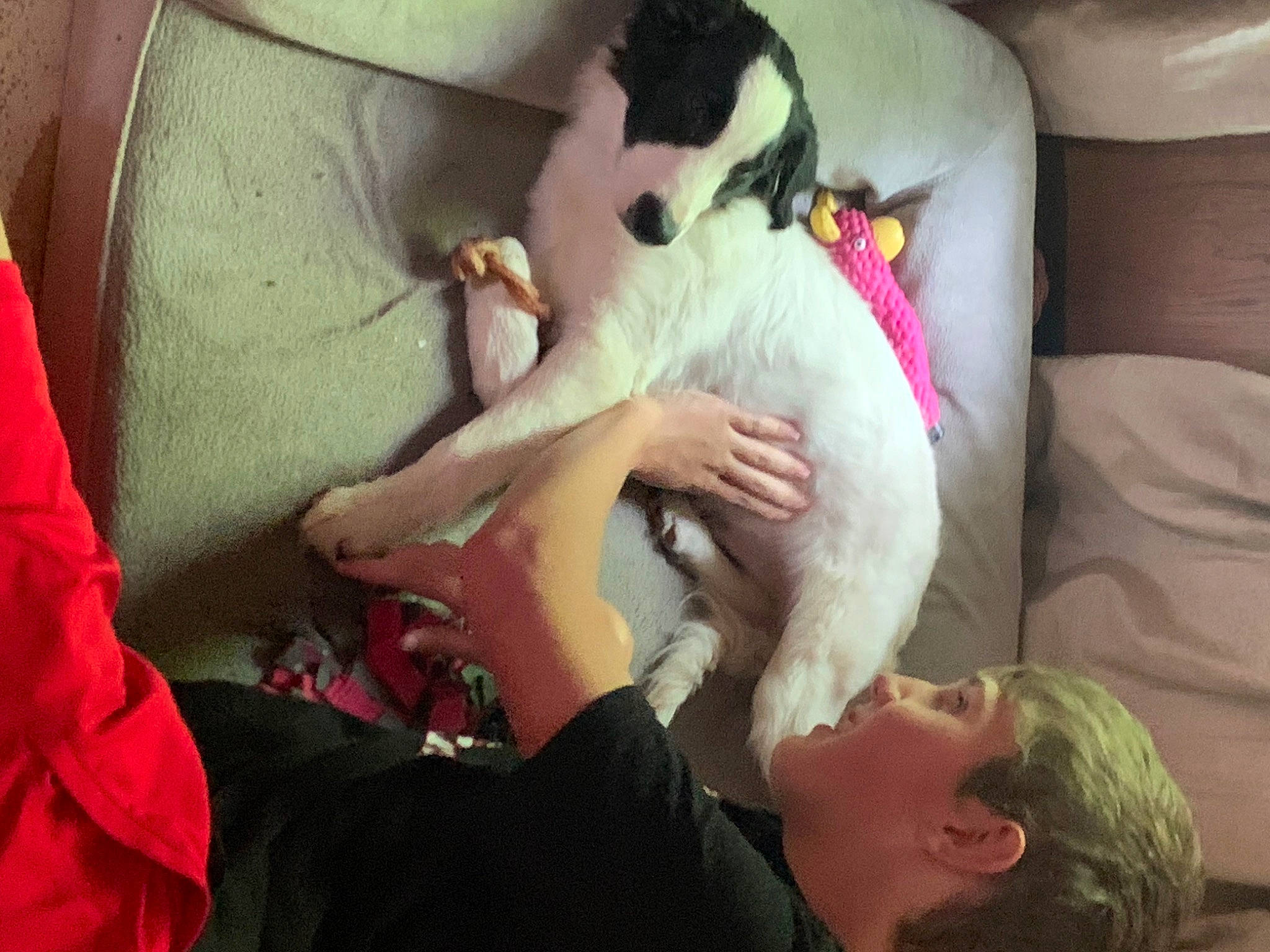 Spark is registered to the contest to win money with this photo: carnivore, child, comfort, companion_dog, couch, dog, dog_breed, ear, fawn, felidae, fur, gesture, linens, mammal, nap, small_to_medium_sized_cats, sporting_group, tail, vertebrate, whiskers