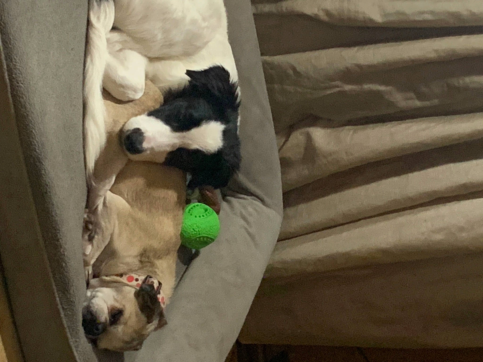 Spark joined the competition — help win amazing prizes! canidae, carnivore, comfort, companion_dog, couch, dog, dog_breed, dog_supply, fawn, felidae, fur, linens, pet_supply, pug, snout, sporting_group, stuffed_toy, tail, toy, working_animal