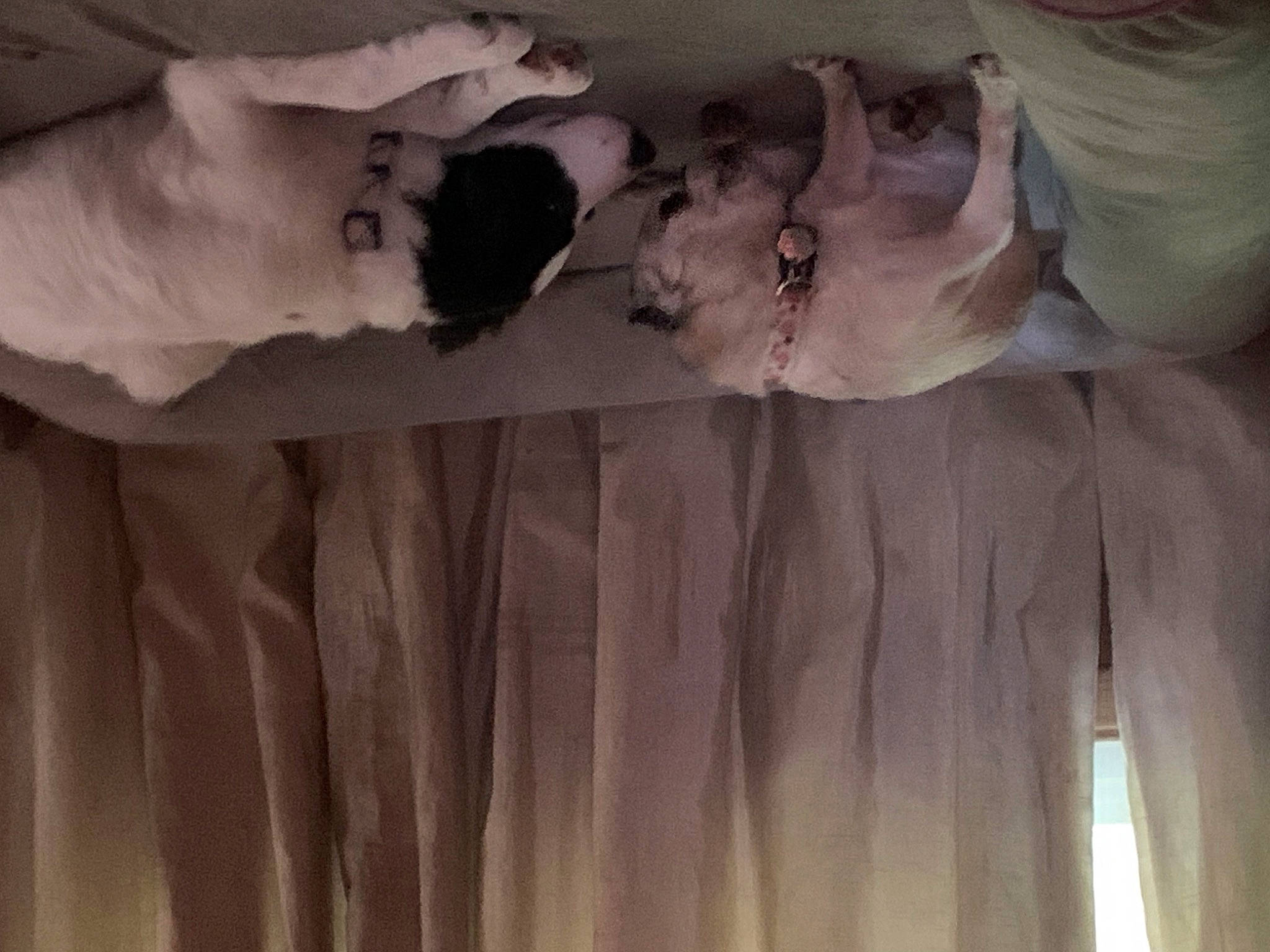 Nittany is registered to the contest to win money with this photo: bed_sheet, bedding, bridal_accessory, bridal_clothing, comfort, cut_flowers, dress, flooring, formal_wear, fur, grey, hardwood, haute_couture, linens, peach, petal, plant, room, textile, wood