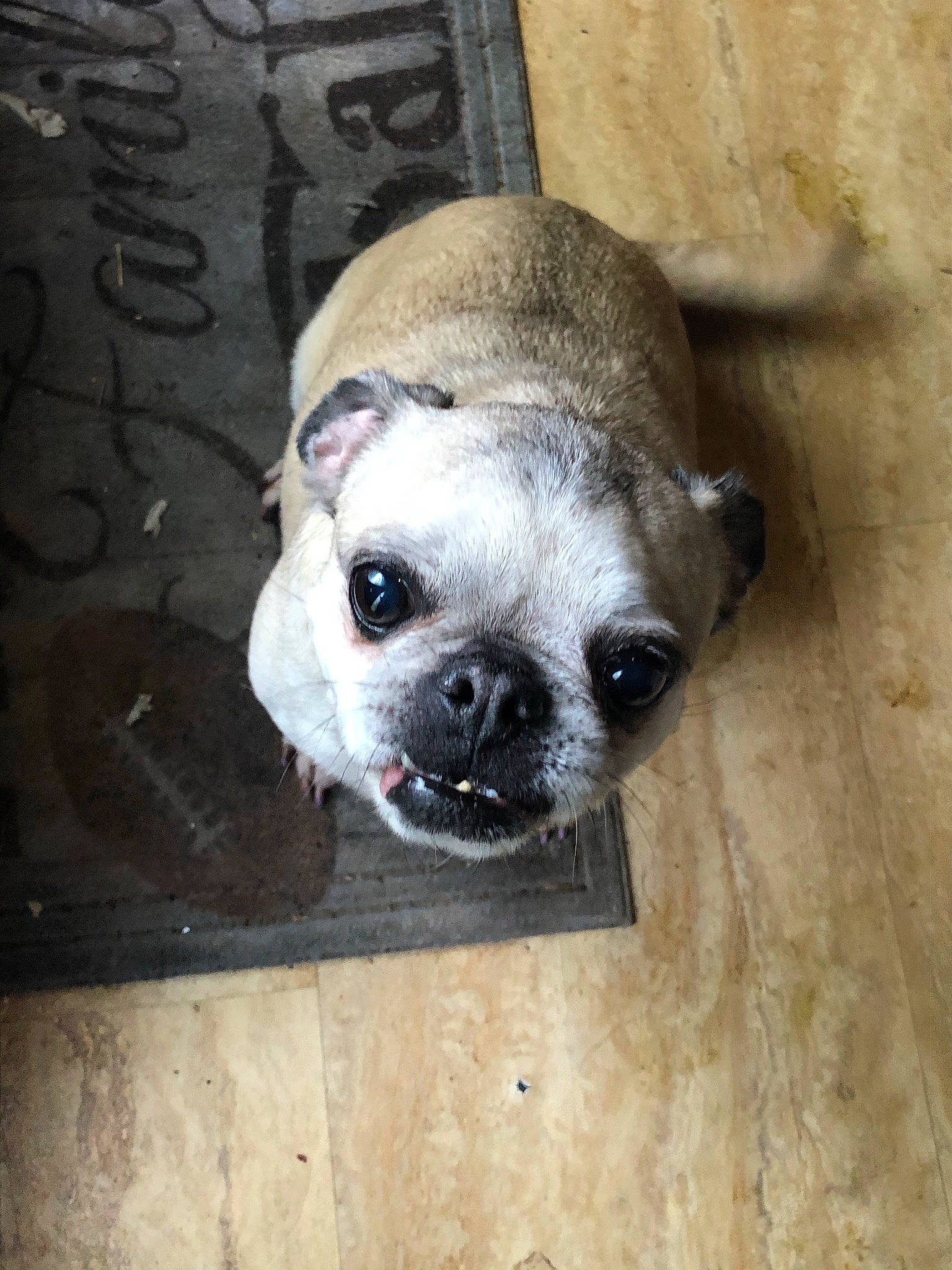 Nittany is registered to the contest to win money with this photo: bone, canidae, carnivore, chihuahua, companion_dog, dog, dog_breed, dog_supply, eye, fawn, fur, grey, head, human_body, snout, sunglasses, terrestrial_animal, toy_dog, whiskers, working_animal