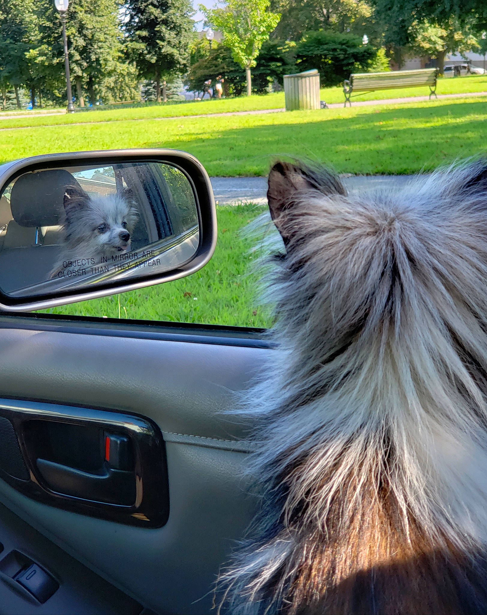 Yaz is registered to the contest to win money with this photo: automotive_exterior, automotive_mirror, car, carnivore, companion_dog, dog, dog_breed, felidae, glass, green, mirror, motor_vehicle, personal_luxury_car, plant, rear_view_mirror, tints_and_shades, tree, vehicle, vehicle_door, windscreen_wiper