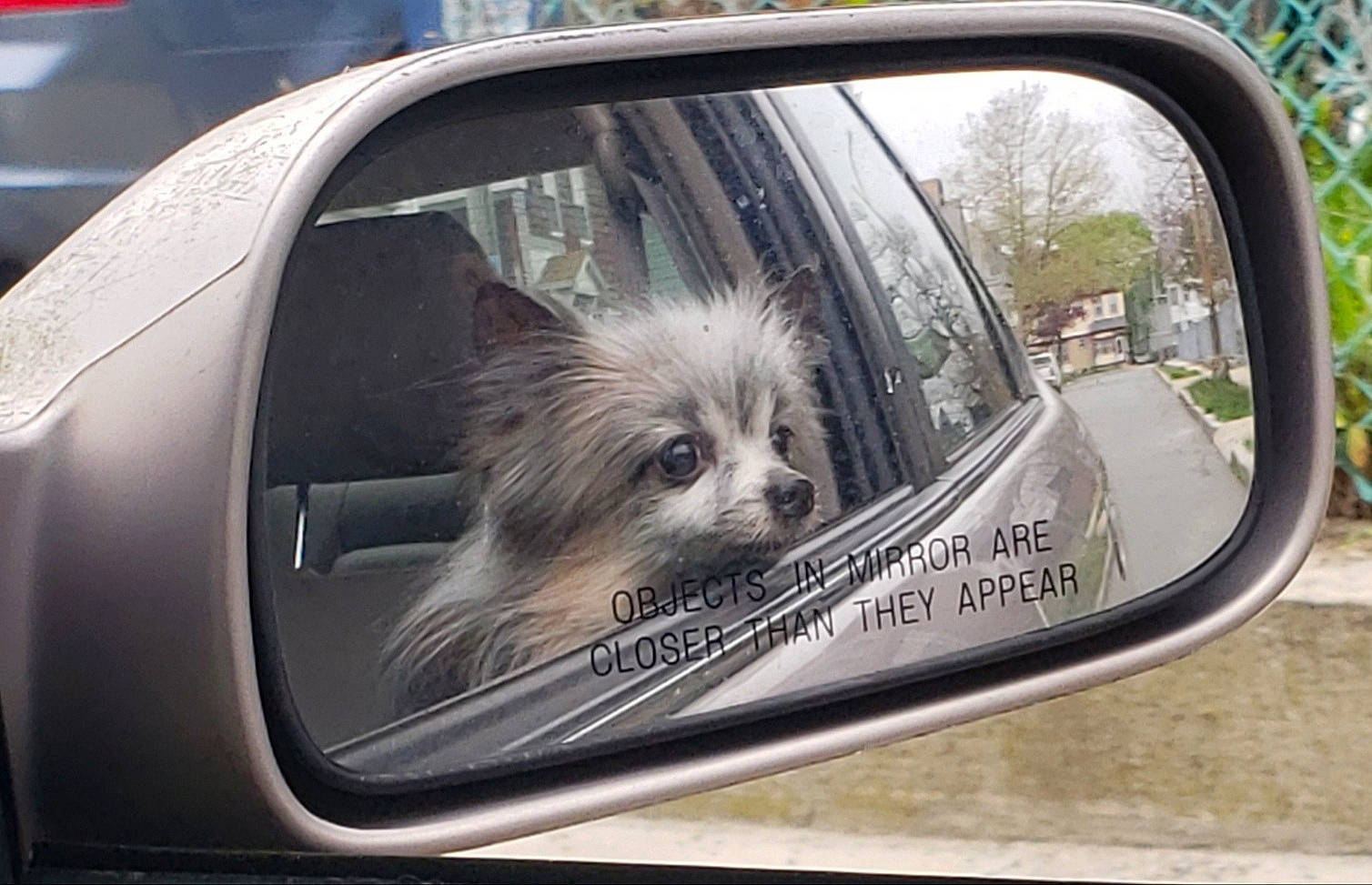 Yaz joined the competition — help win amazing prizes! auto_part, automotive_design, automotive_exterior, automotive_lighting, automotive_mirror, automotive_side_view_mirror, car, carnivore, companion_dog, dog, dog_breed, mirror, mode_of_transport, motor_vehicle, personal_luxury_car, rear_view_mirror, snout, vehicle, vehicle_door, windscreen_wiper