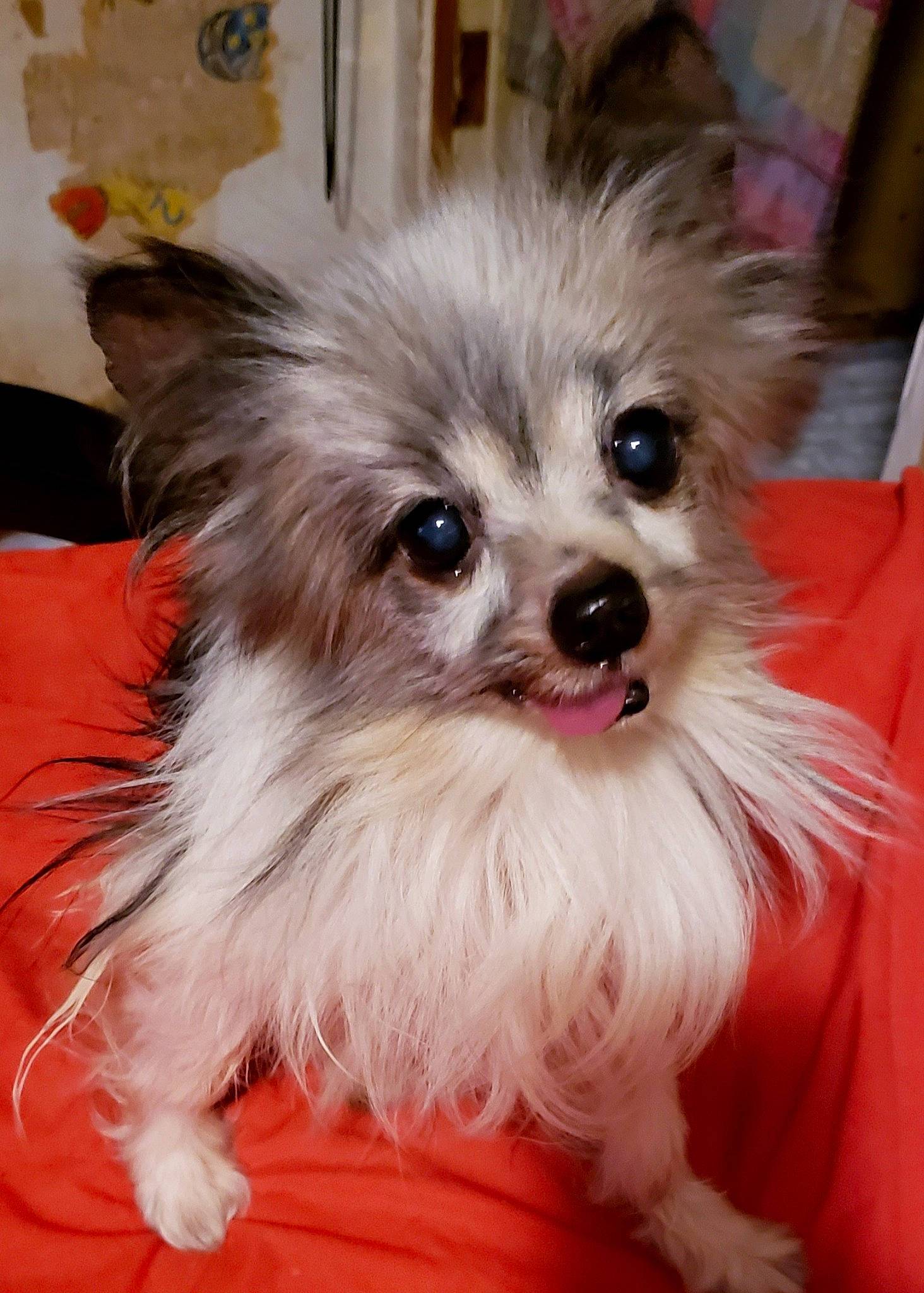 Yaz joined the competition — help win amazing prizes! biewer_terrier, canidae, carnivore, companion_dog, dog, dog_breed, dog_supply, ear, eye, fashion_accessory, fawn, fur, liver, papillon, pet_supply, snout, sporting_group, toy_dog, whiskers, working_animal