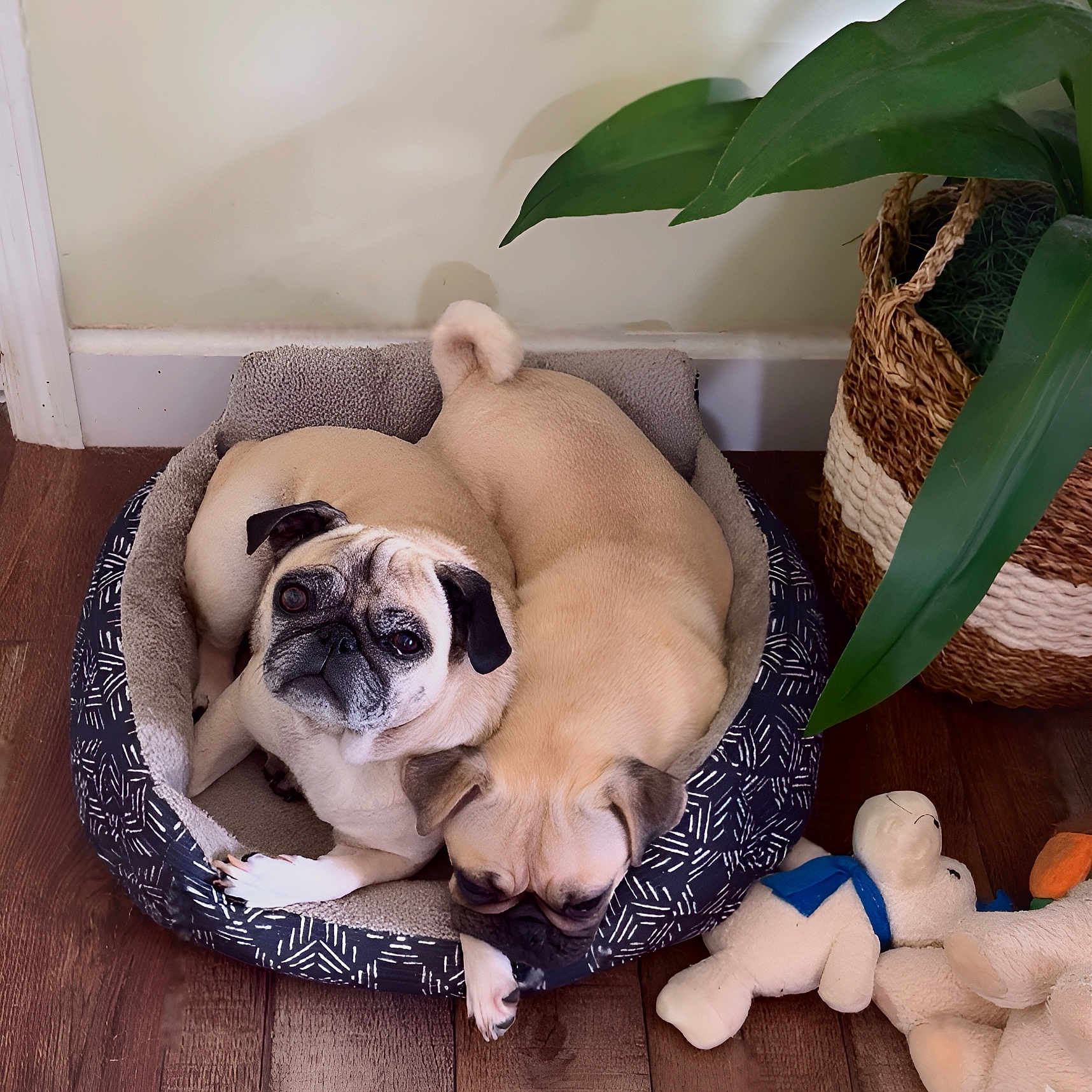 Ellie is registered to the contest to win money with this photo: animal, beige, brown, companion, cozy, curious, cute, dog, domestic, indoor, pet_bed, plant, pug, relaxed, resting, snuggling, stuffed_animal, toy, wood_floor, woven_basket