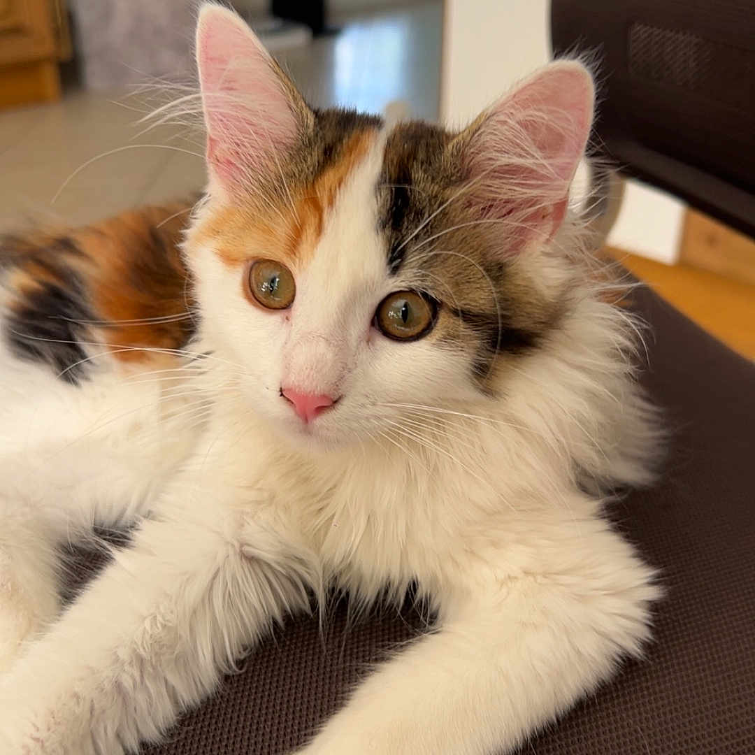 Woopie a rejoint le concours — aidez-le/la à gagner de superbes lots ! abyssinian, animal, architecture, cat, computer, computerhardware, couch, electronics, furniture, hardware, hardwood, indoors, kitten, laptop, manx, monitor, pc, pet, screen, wood