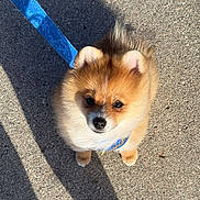 Bear is registered to the contest to win money with this photo: dog, puppy, fluffy, leash, blue_leash, outdoor, sunlight, shadow, pavement, cute, small_dog, pet, animal, fur, ears, walking, daytime, adorable, looking_up, companion