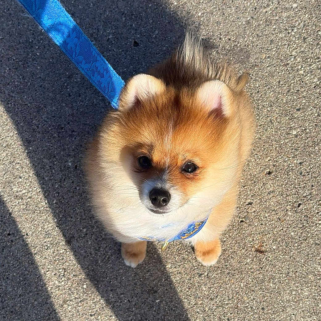 Bear is registered to the contest to win money with this photo: dog, puppy, fluffy, leash, blue_leash, outdoor, sunlight, shadow, pavement, cute, small_dog, pet, animal, fur, ears, walking, daytime, adorable, looking_up, companion