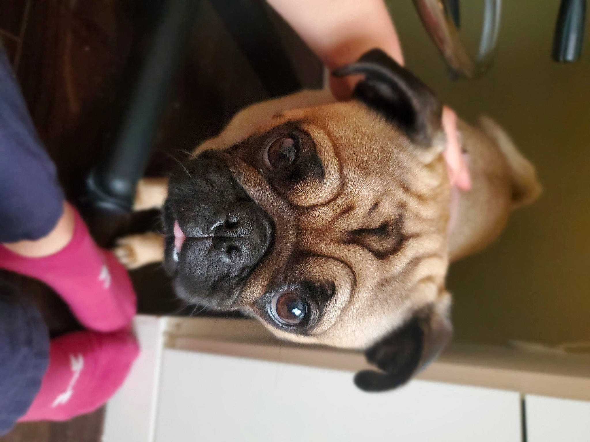 Nori is registered to the contest to win money with this photo: bulldog, canidae, carnivore, companion_dog, dog, dog_breed, fawn, mammal, non_sporting_group, old_english_bulldog, olde_english_bulldogge, pug, puggle, puppy, puppy_love, skin, snout, toy_dog, valley_bulldog, wrinkle