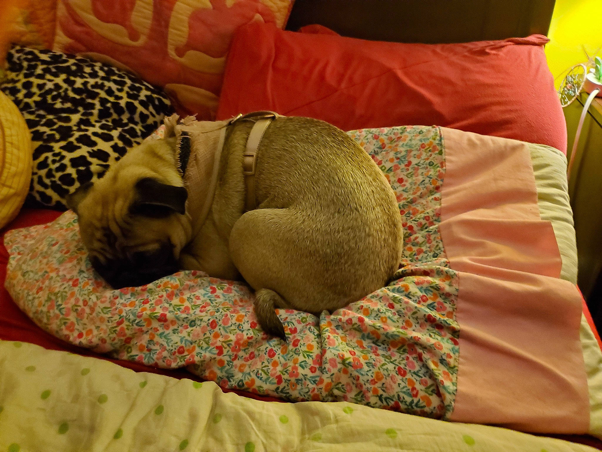 Nori joined the competition — help win amazing prizes! canidae, carnivore, comfort, cushion, dog, dog_breed, fawn, furniture, linens, nap, pillow, pug, puppy, sleep, snout