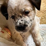 Freckles joined the competition — help win amazing prizes! animal, black_spots, carpet, close_up, container, cream, curious, cute, dog, fabric, front_paws, indoor, lying_down, nose, pet, puppy, soft_texture, speckled, white_fur, young_dog