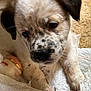 animal, black_spots, carpet, close_up, container, cream, curious, cute, dog, fabric, front_paws, indoor, lying_down, nose, pet, puppy, soft_texture, speckled, white_fur, young_dog