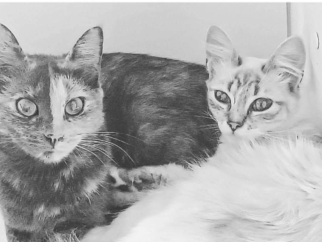 Sydney participe au concours pour gagner de l'argent avec cette photo : carnivore, cat, comfort, domestic_short_haired_cat, drawing, felidae, fur, illustration, monochrome, monochrome_photography, paw, sitting, small_to_medium_sized_cats, snout, stock_photography, style, tail, terrestrial_animal, whiskers, wildlife