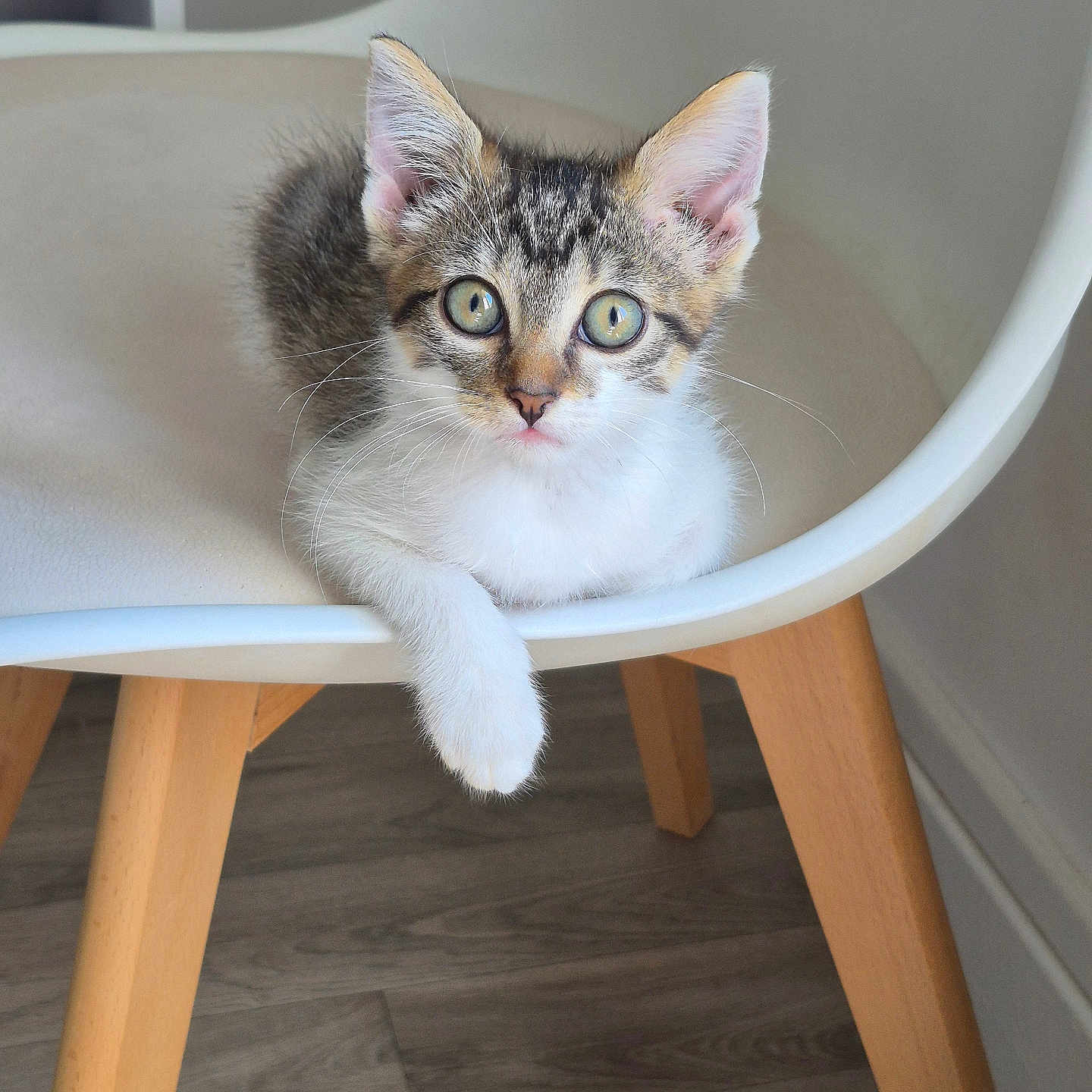 Simba a rejoint le concours — aidez-le/la à gagner de superbes lots ! kitten, cat, chair, white_chair, wooden_legs, indoor, floor, curious, paw, fur, whiskers, eyes, pet, animal, young, cute, relaxed, modern, home, cozy