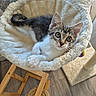 animal, cat, cat_bed, cat_tree, cozy, curious, curtain, cute, floor, fluffy, furniture, hammock, indoor, kitten, pet, play, relaxed, window, wooden, young