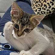 Simba participe au concours pour gagner de l'argent avec cette photo : animal, blue_clothing, brown_fur, cat, couch, cozy, ears, eyes, fur, home, indoor, kitten, lap, leopard_print, paw, person, pet, pillow, relaxing, white_fur