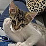 animal, blue_clothing, brown_fur, cat, couch, cozy, ears, eyes, fur, home, indoor, kitten, lap, leopard_print, paw, person, pet, pillow, relaxing, white_fur