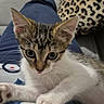 Simba a rejoint le concours — aidez-le/la à gagner de superbes lots ! bare_foot, blue_pants, cat, close_up, cushion, cute, domestic_animal, feline, indoor, kitten, lap, leopard_print, patterned_shirt, person, pet, relaxing, resting, sofa, whiskers, young_cat
