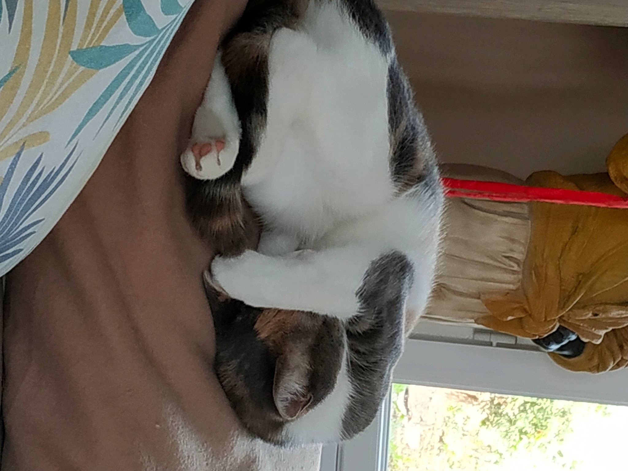 Titoune participe au concours pour gagner de l'argent avec cette photo : carnivore, cat, collar, comfort, companion_dog, dog_breed, domestic_short_haired_cat, ear, eyelash, fawn, felidae, foot, fur, paw, small_to_medium_sized_cats, snout, sporting_group, tail, vertebrate, whiskers