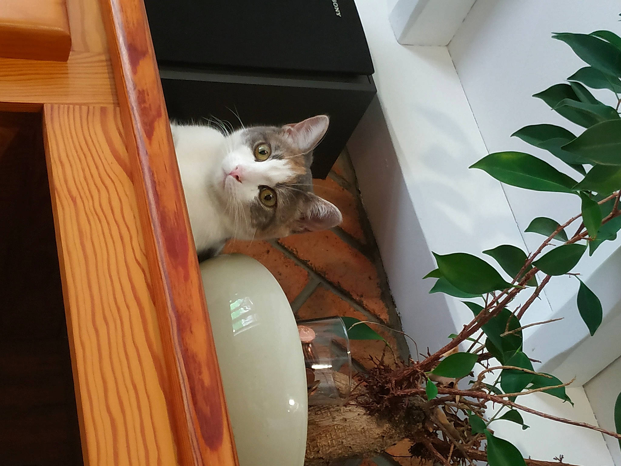 Titoune a rejoint le concours — aidez-le/la à gagner de superbes lots ! carnivore, cat, domestic_short_haired_cat, fawn, felidae, flowerpot, gas, herb, houseplant, plant, room, small_to_medium_sized_cats, tail, tree, whiskers, wood